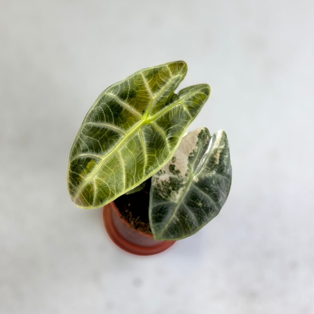 Alocasia Watsoniana Type Glossy Variegata