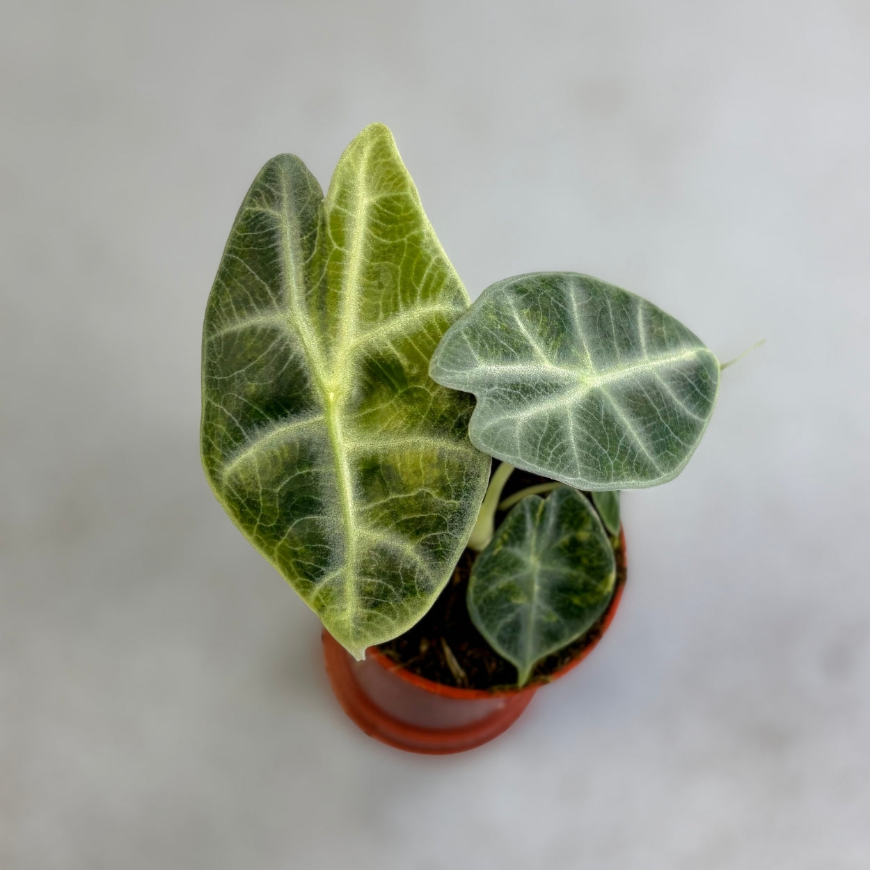 Alocasia Watsoniana Type Glossy Variegata