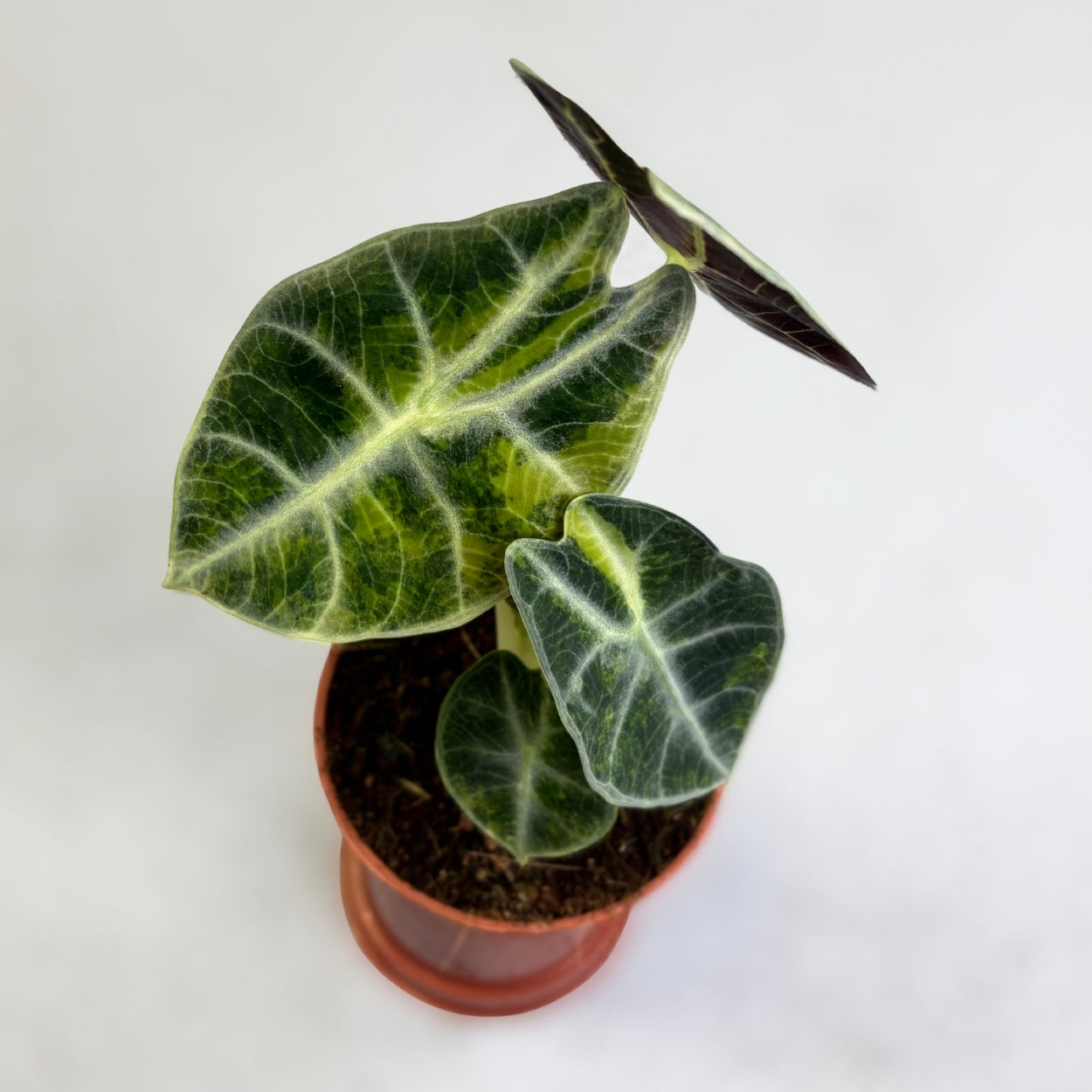 Alocasia Watsoniana Type Glossy Variegata