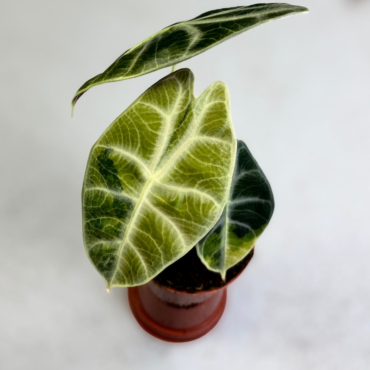 Alocasia Watsoniana Type Glossy Variegata