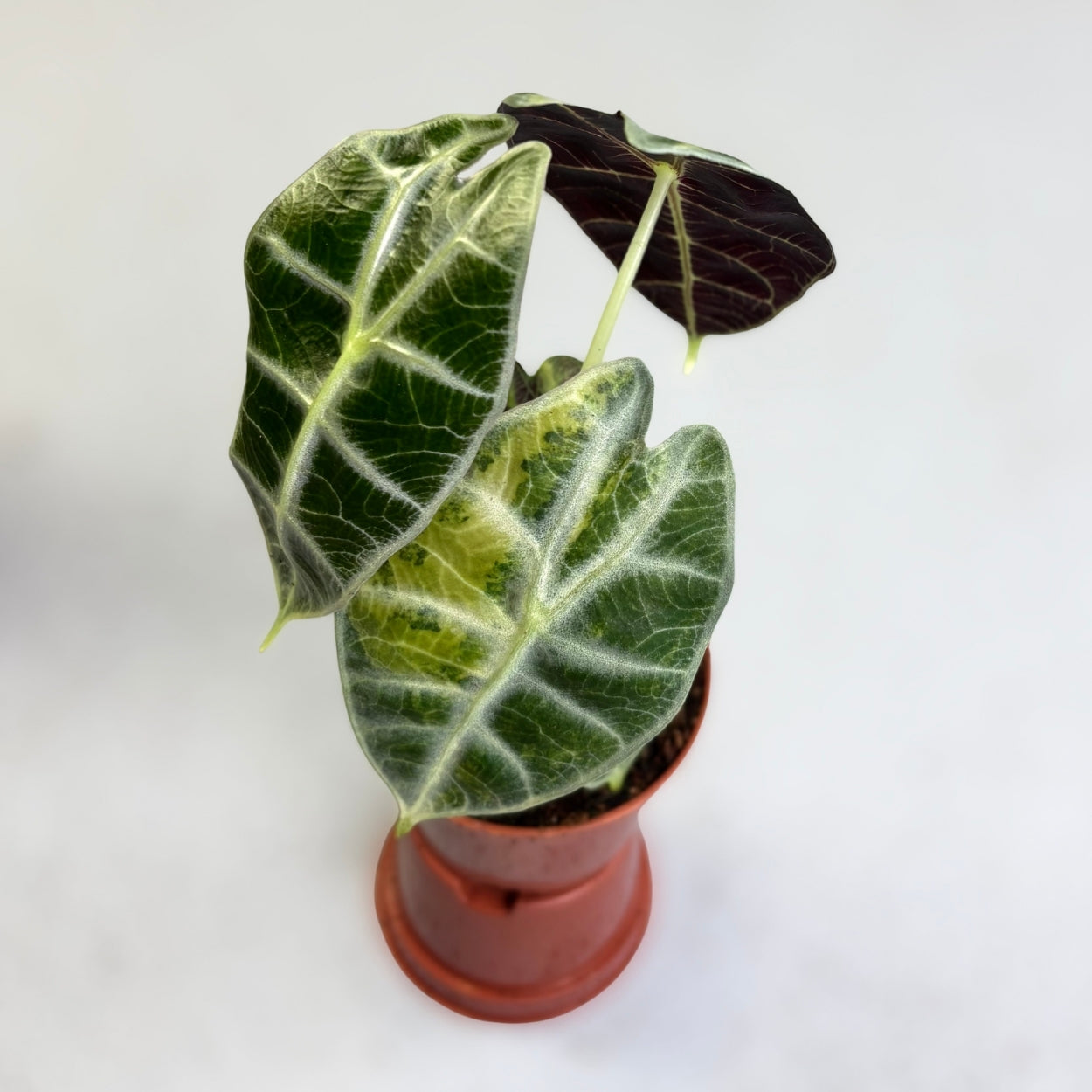 Alocasia Watsoniana Type Glossy Variegata