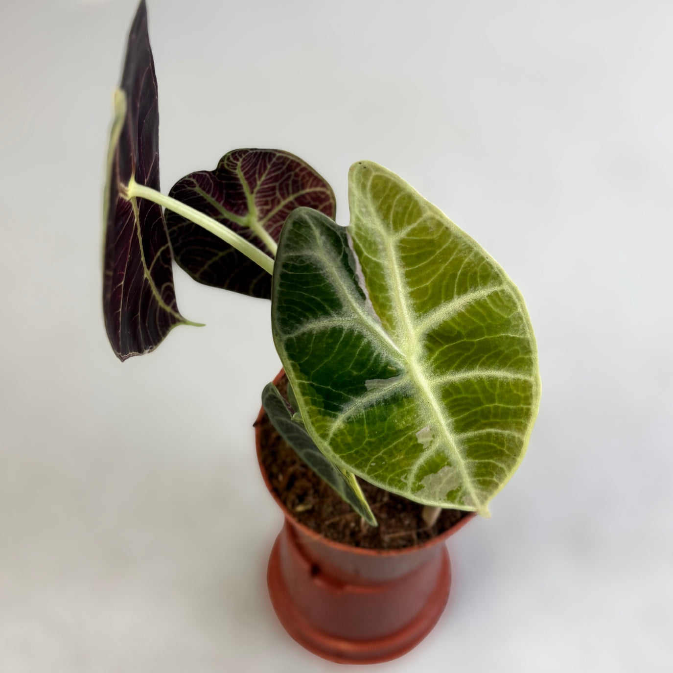 Alocasia Watsoniana Type Glossy Variegata