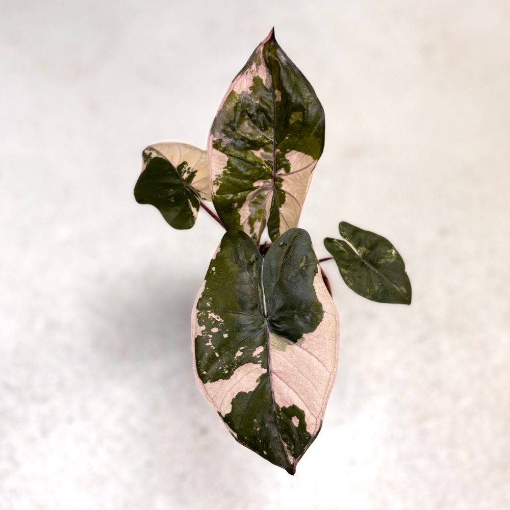 Alocasia-Yucatan-Princess-Albo-Pink-Downtownplantclub-