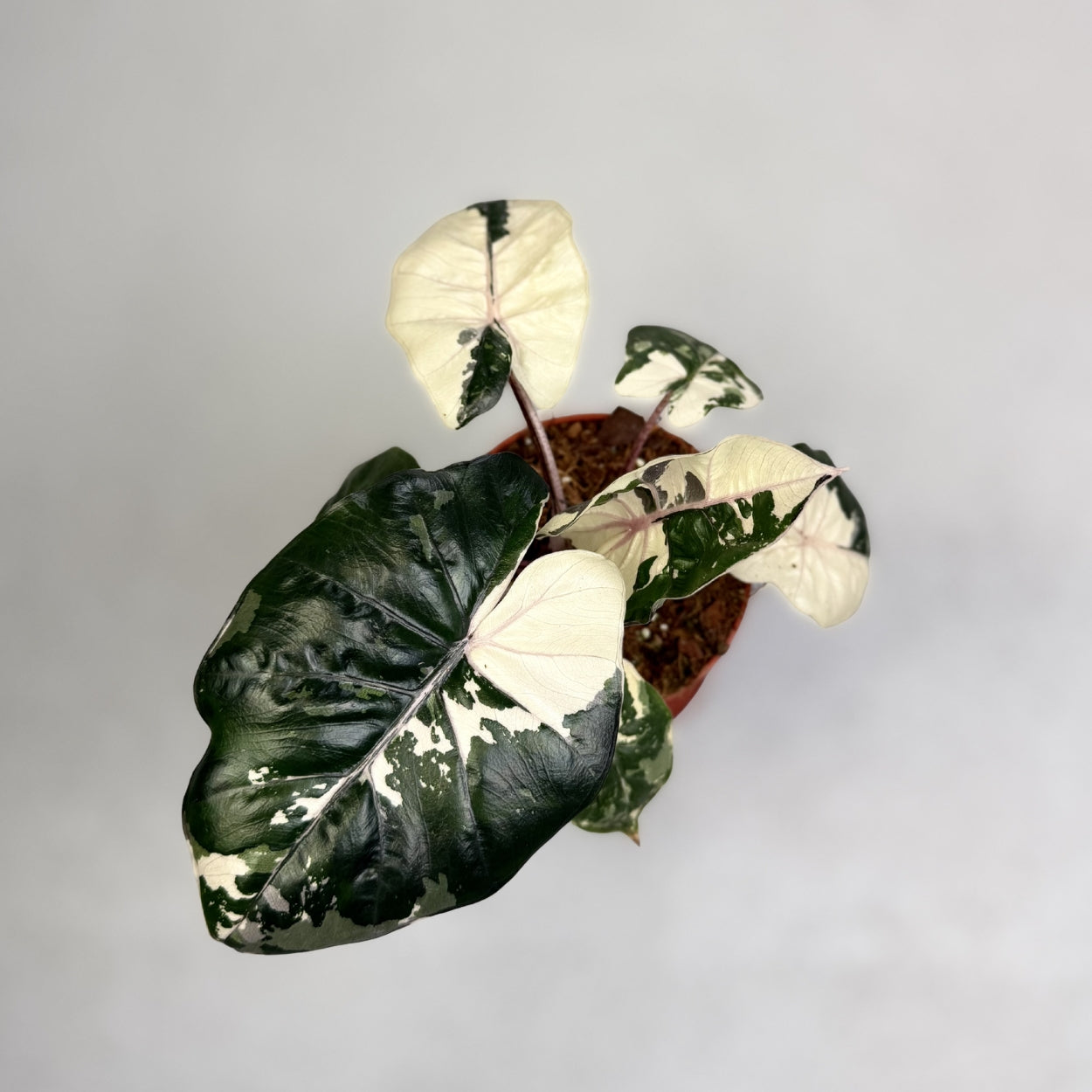 Alocasia Yucatan Princess Pink Albo Variegata by Downtown Plant Club