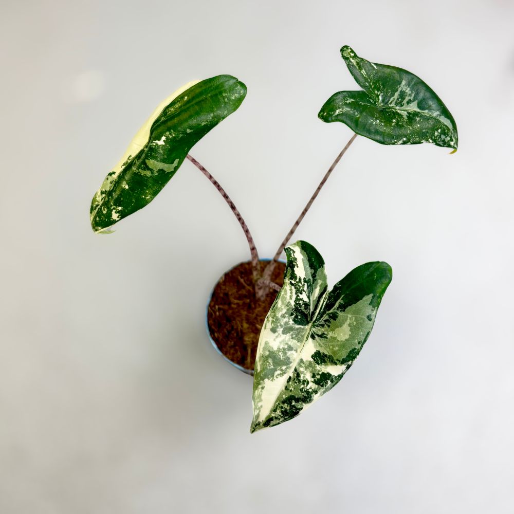 Alocasia-Zebrina-Albo-Downtownplantclub.jpg