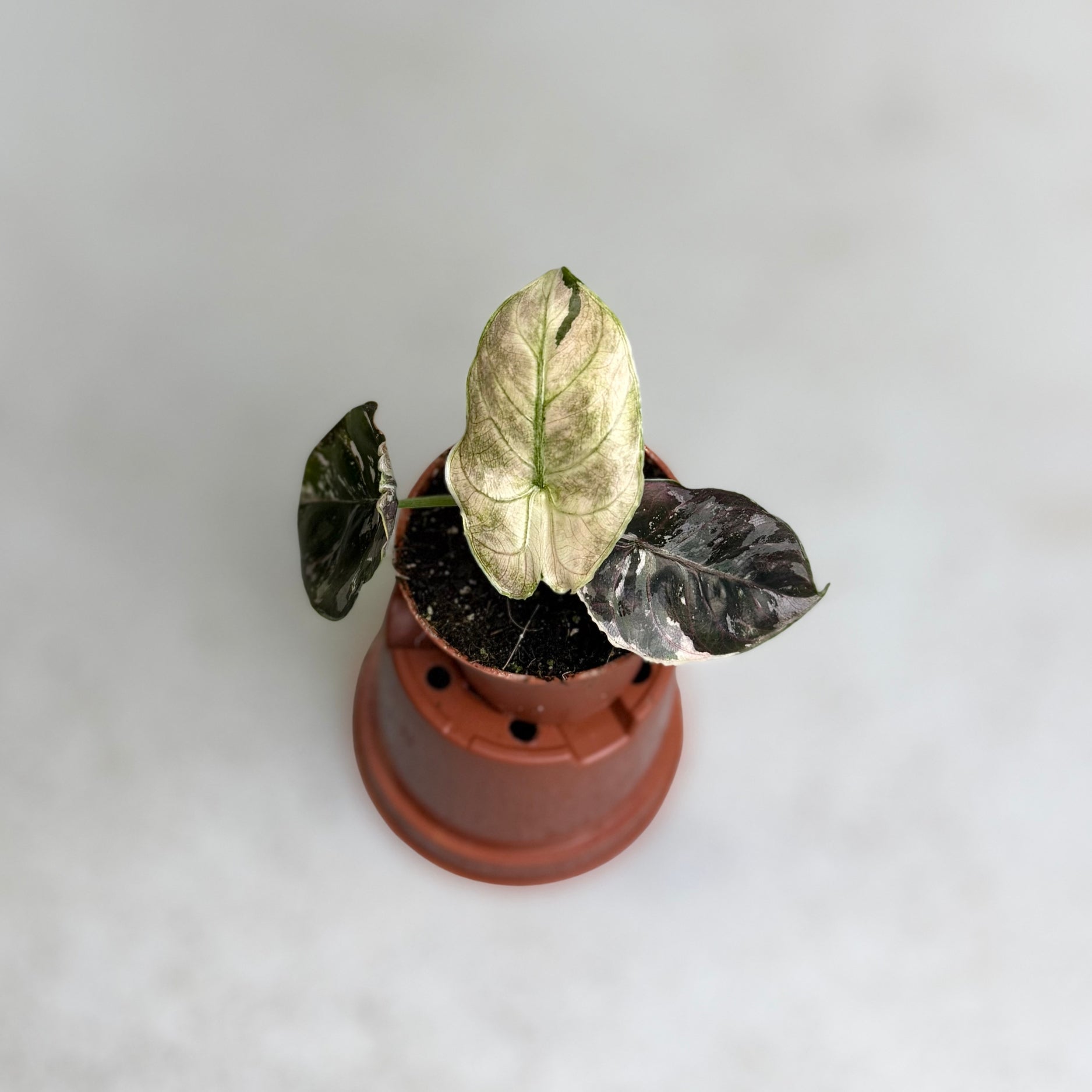 Alocasia Azlanii Albo Variegata