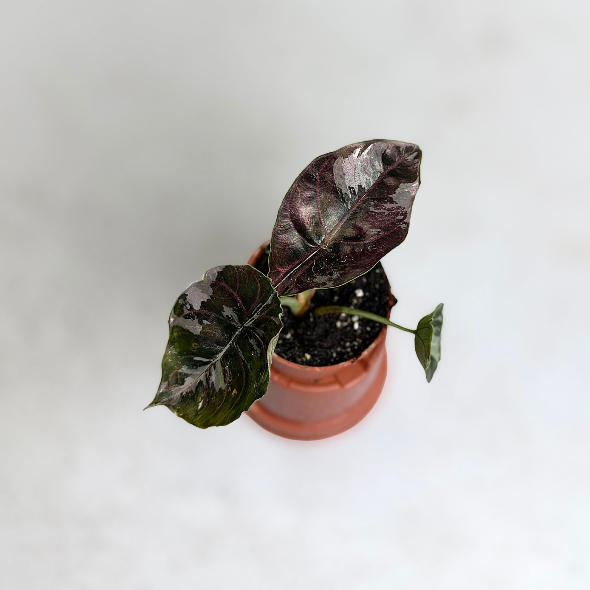 Alocasia Azlanii Albo Variegata