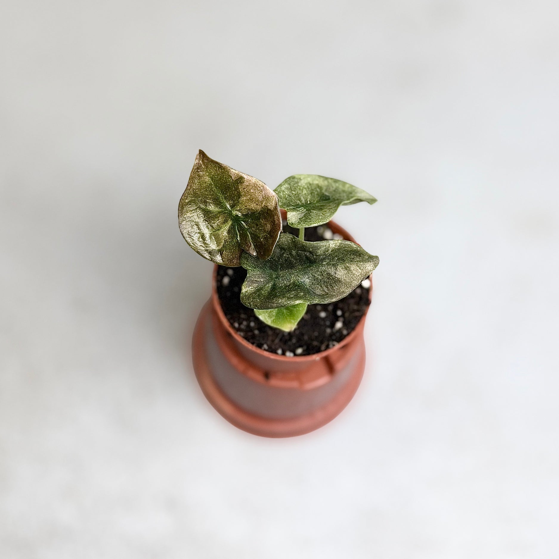 Alocasia Cuprea Pink Mint Variegata