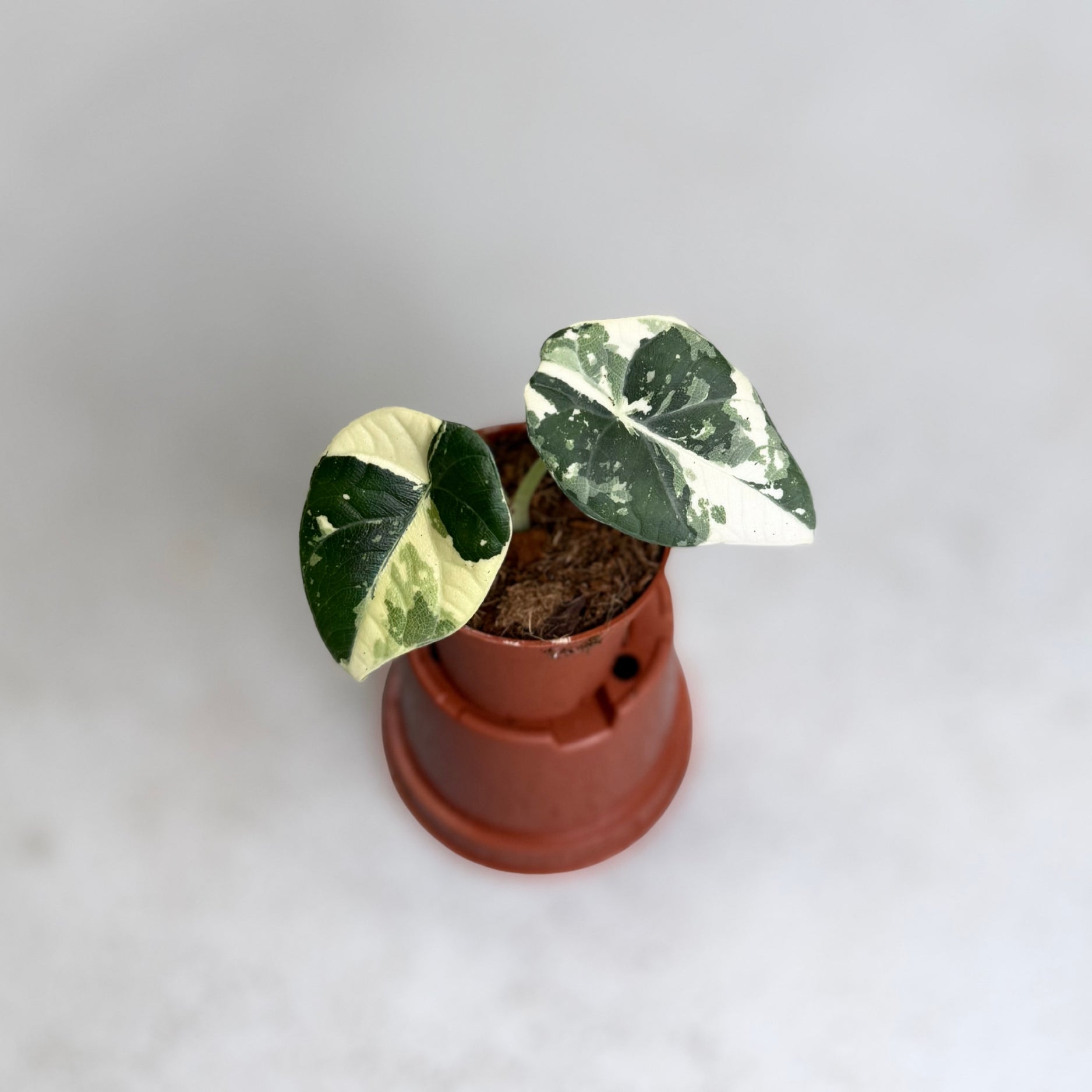 Alocasia Maharani Albo Variegata
