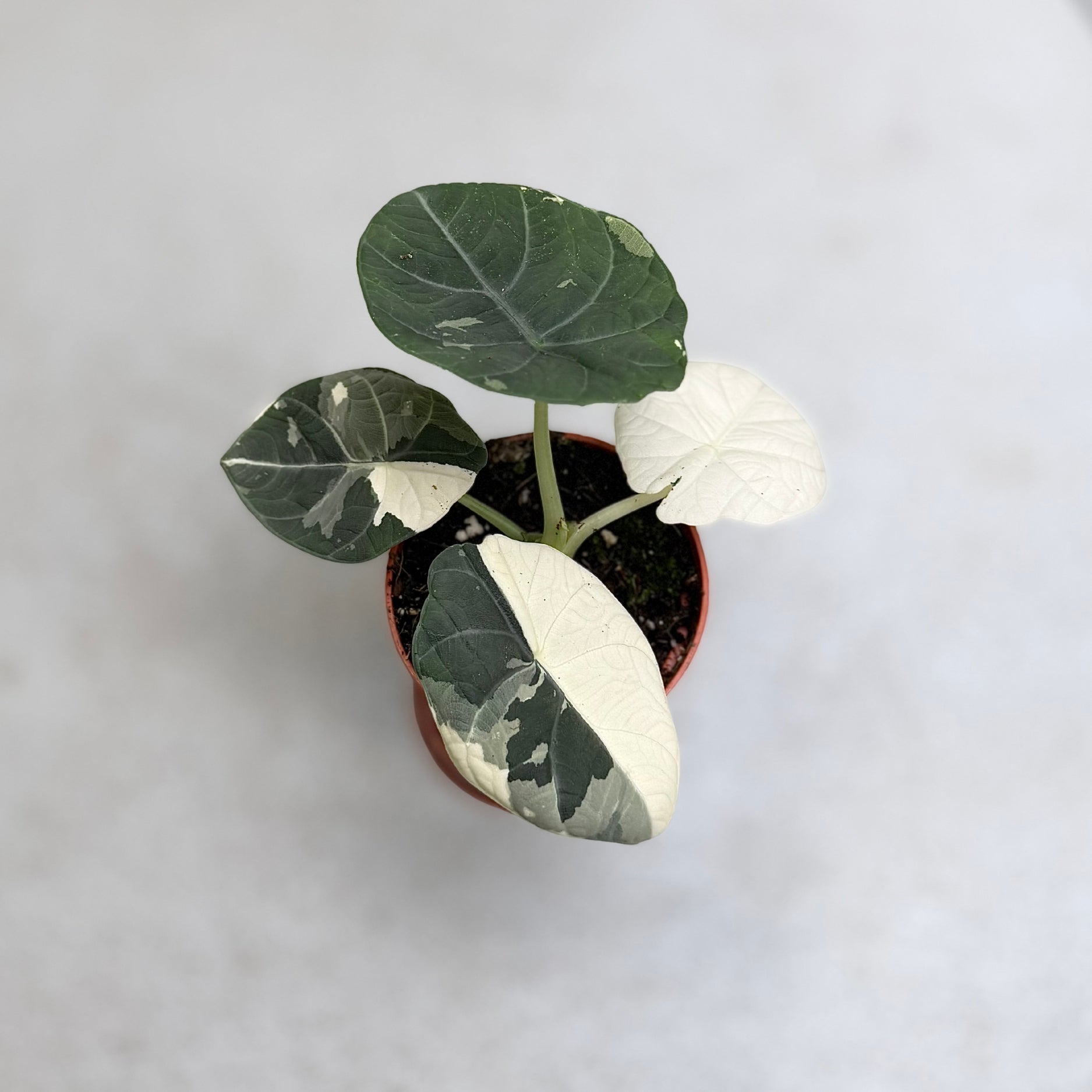 Alocasia Maharani Albo