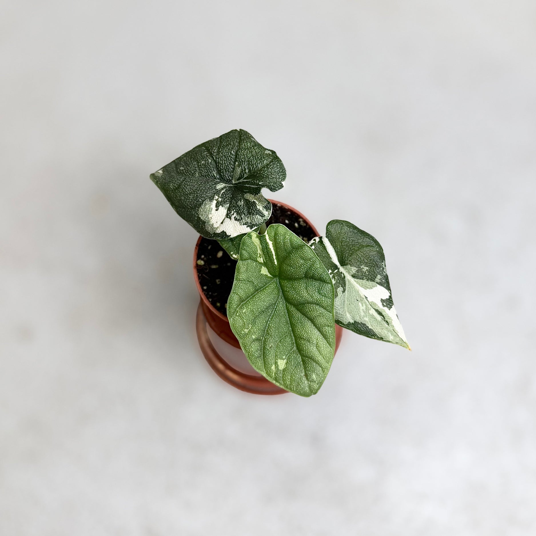 Alocasia Melo Albo Variegata