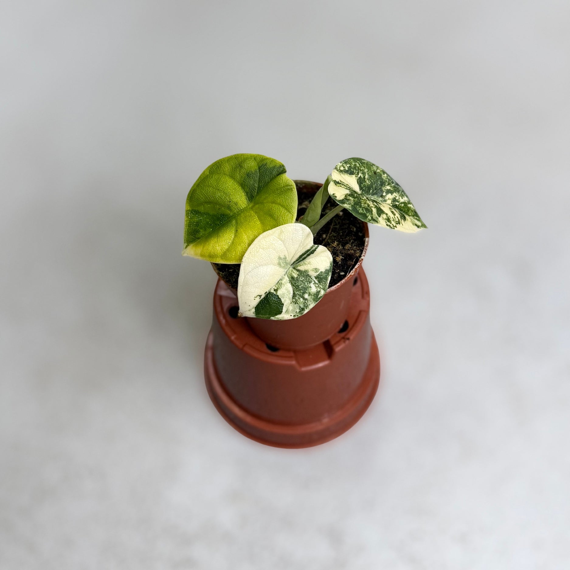 Alocasia Melo Aurea Variegata