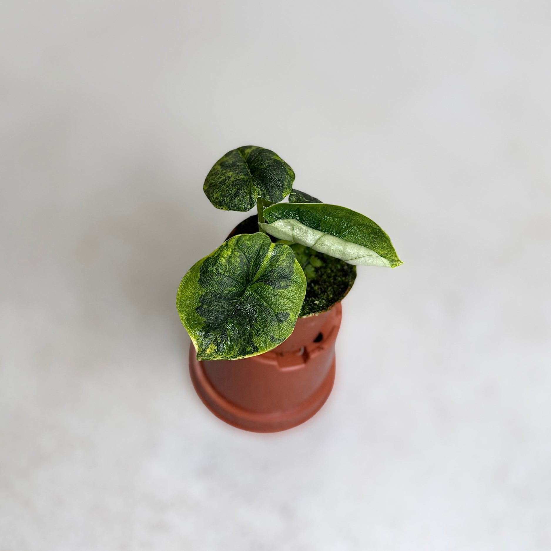 Alocasia Melo Aurea Variegata
