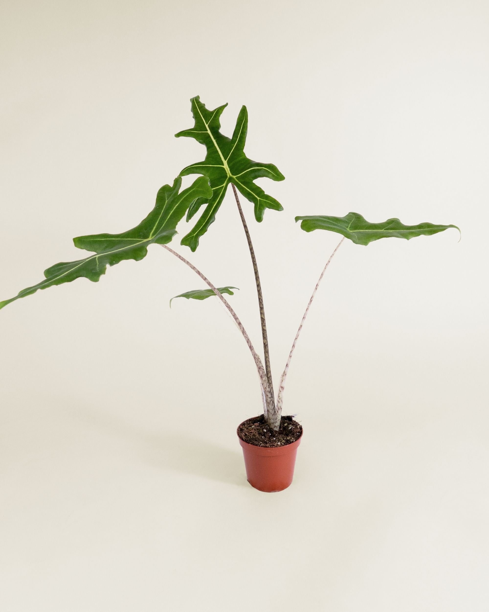 Alocasia Portei