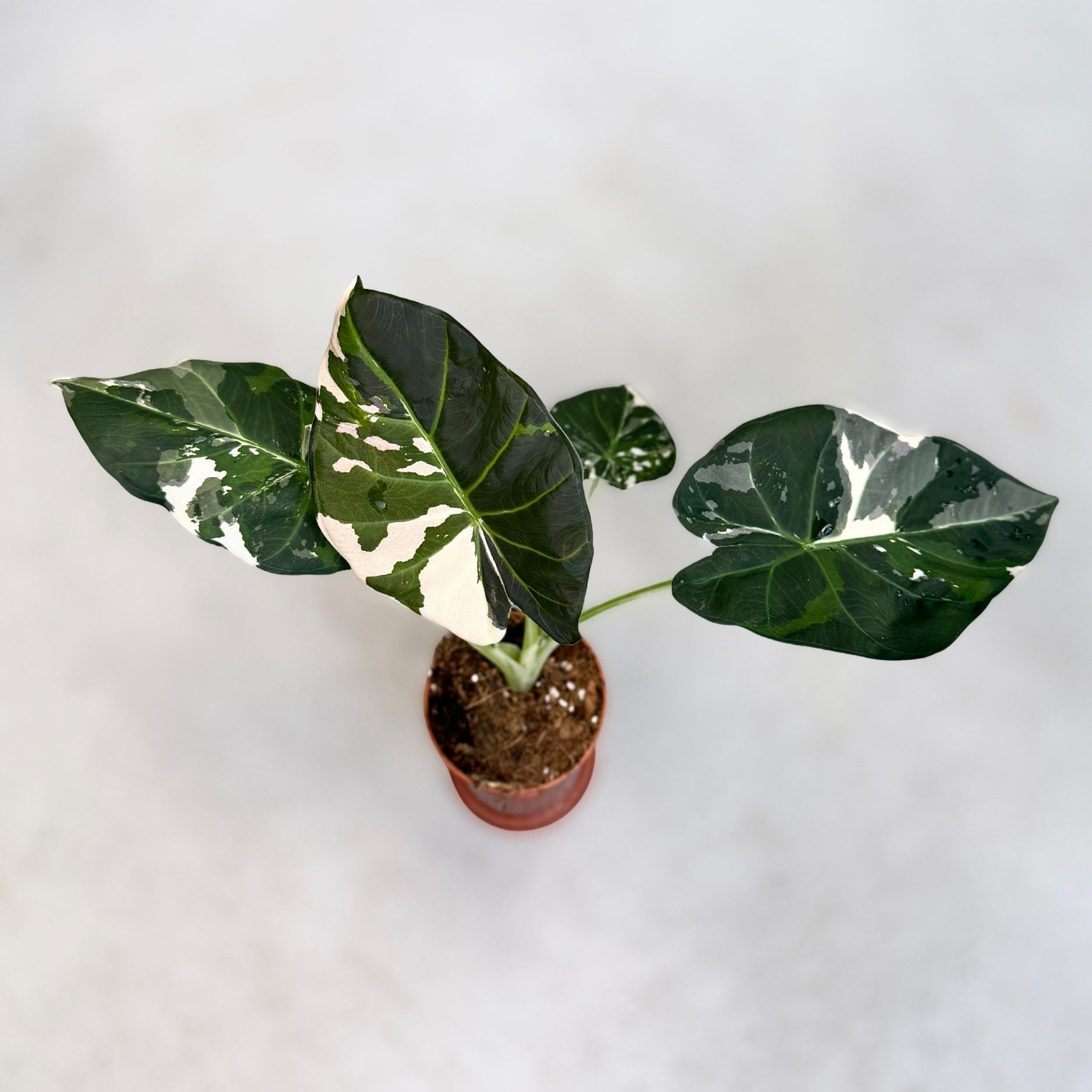 Alocasia_Regal_Shield_Albo_Var