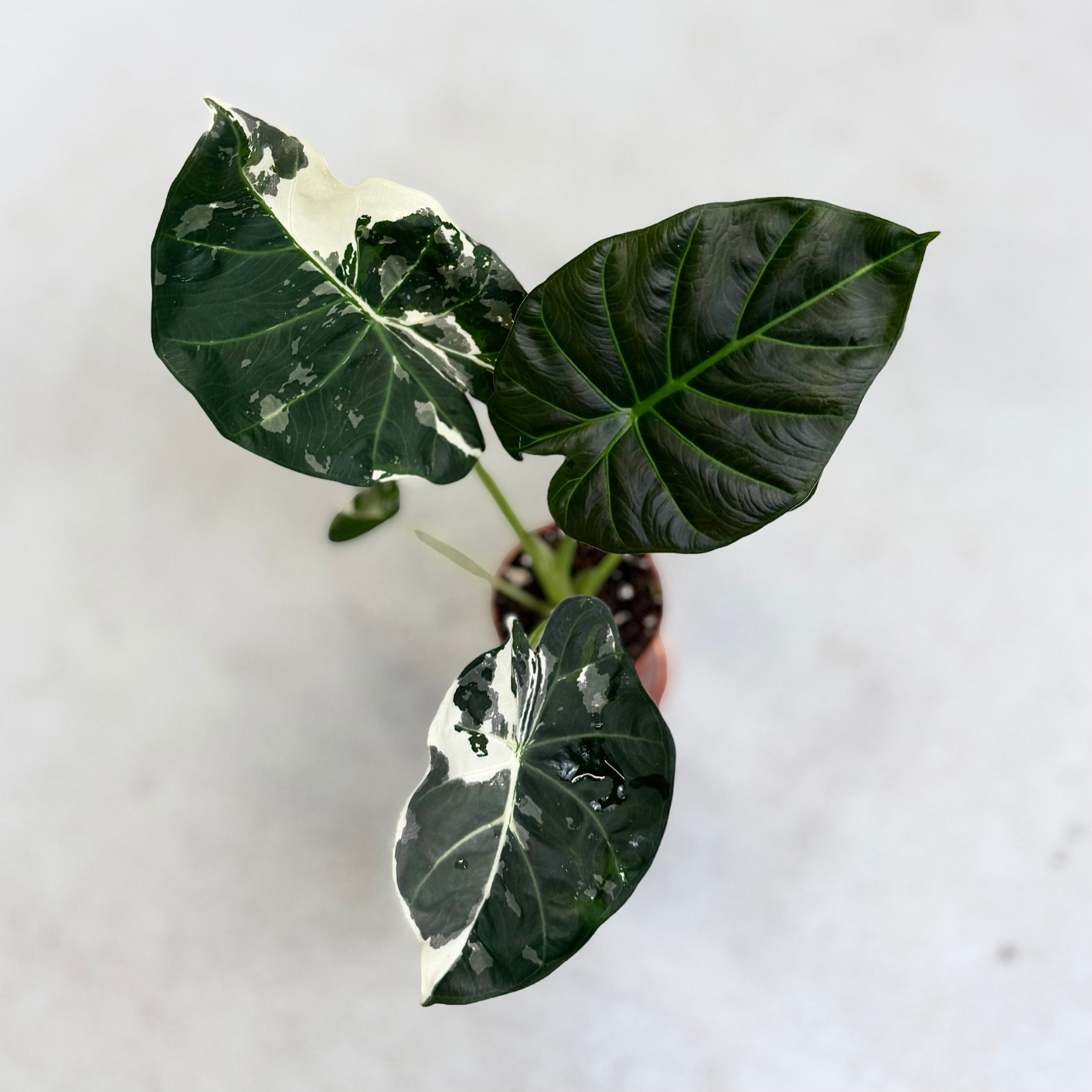 Alocasia Regal Shield Albo Variegata