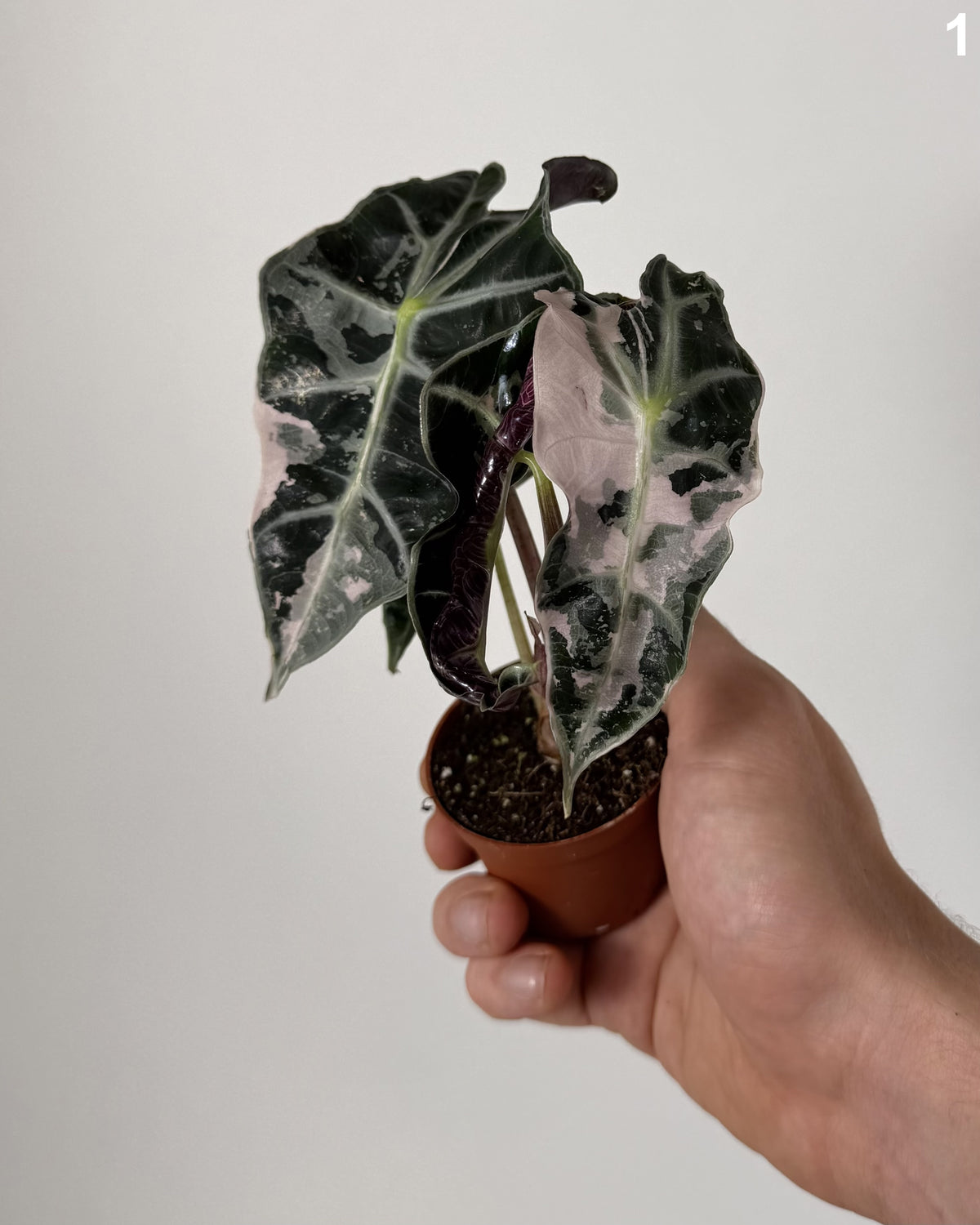 Alocasia Amazonica Pink
