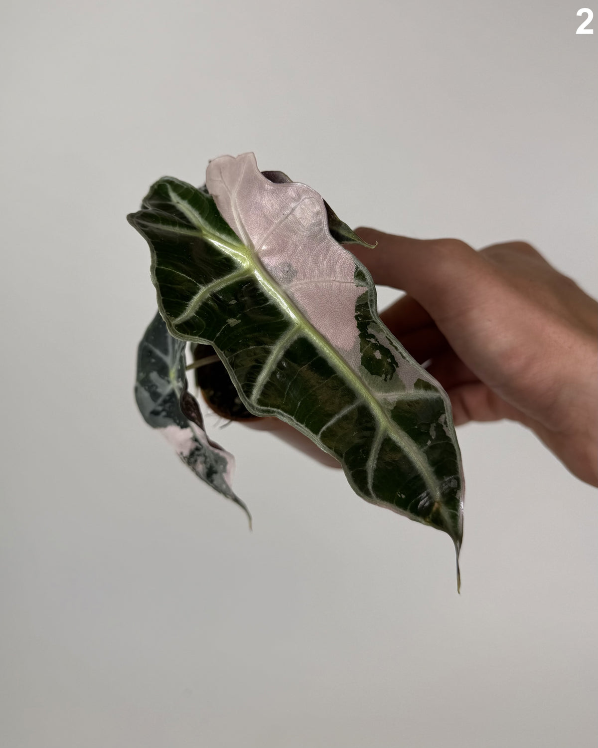 Alocasia Amazonica Pink