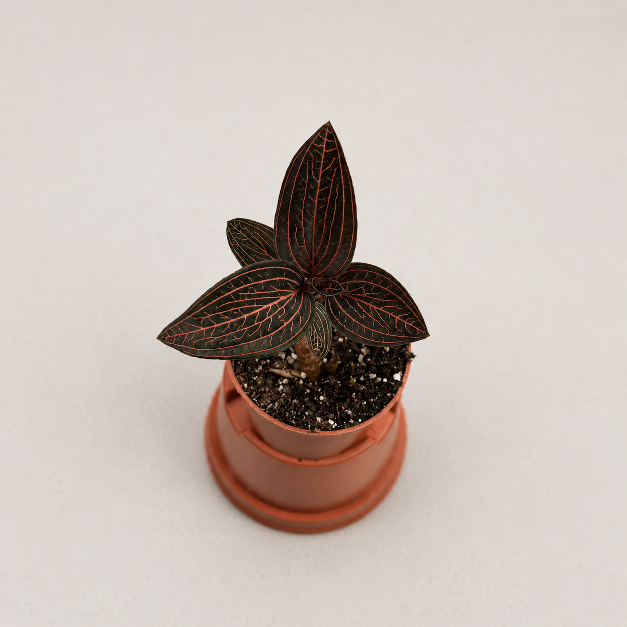 Anoectochilus Chapaensis by Downtown Plant Club
