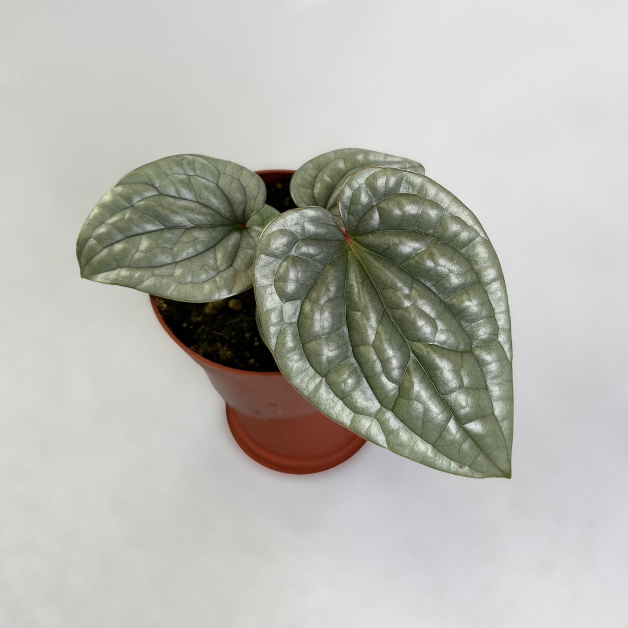 Anthurium Luxurians