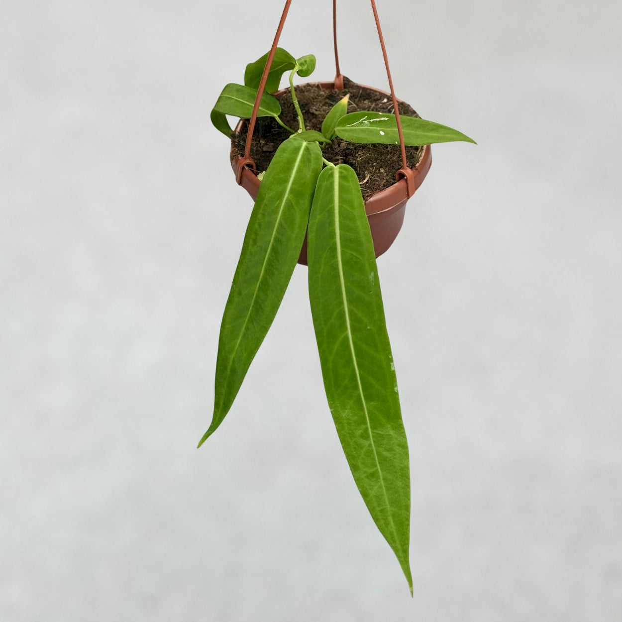 anthurium pallidiflorum buy Anthurium Pallidiflorum