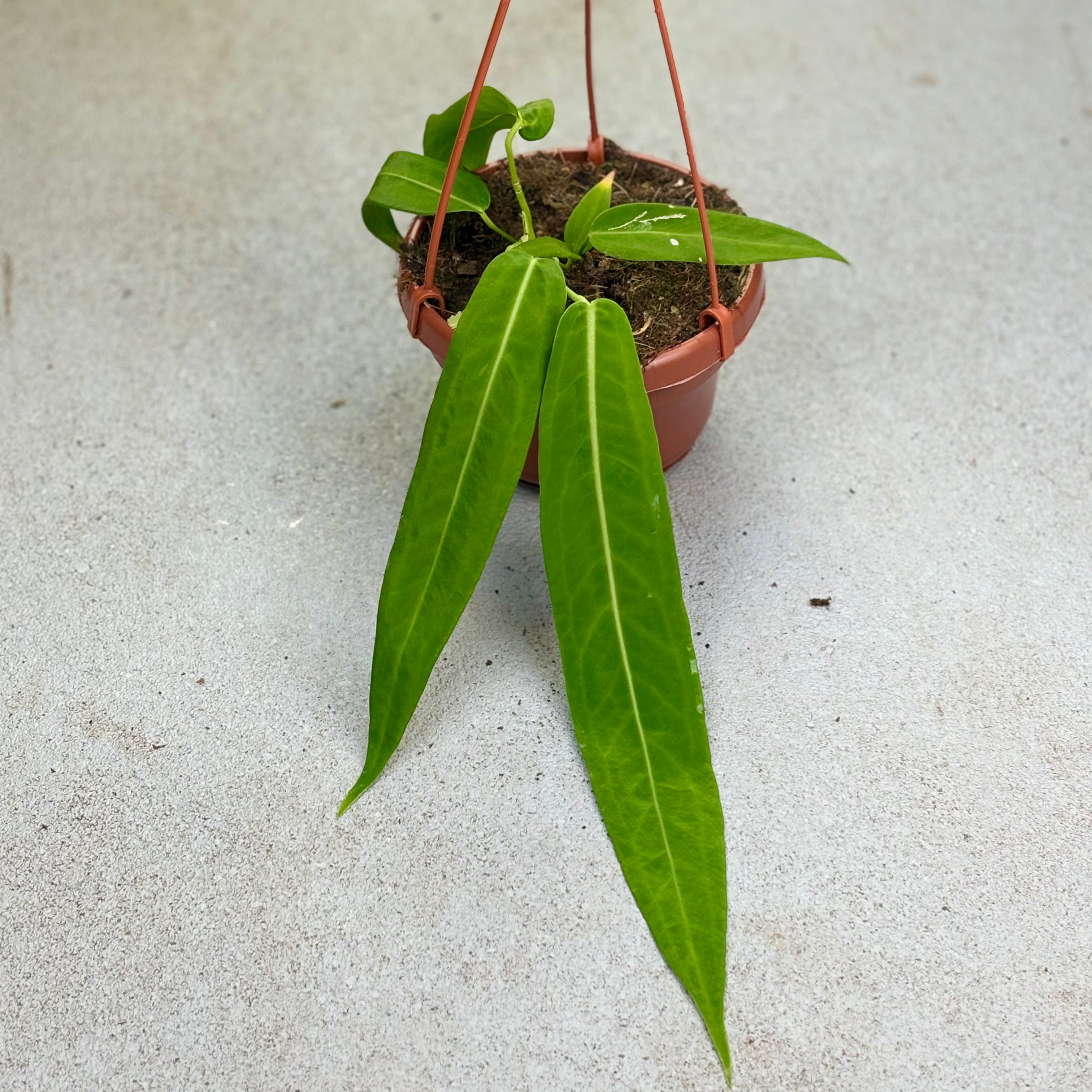 Anthurium-Pallidiflorum-Small-Downtownplantclub