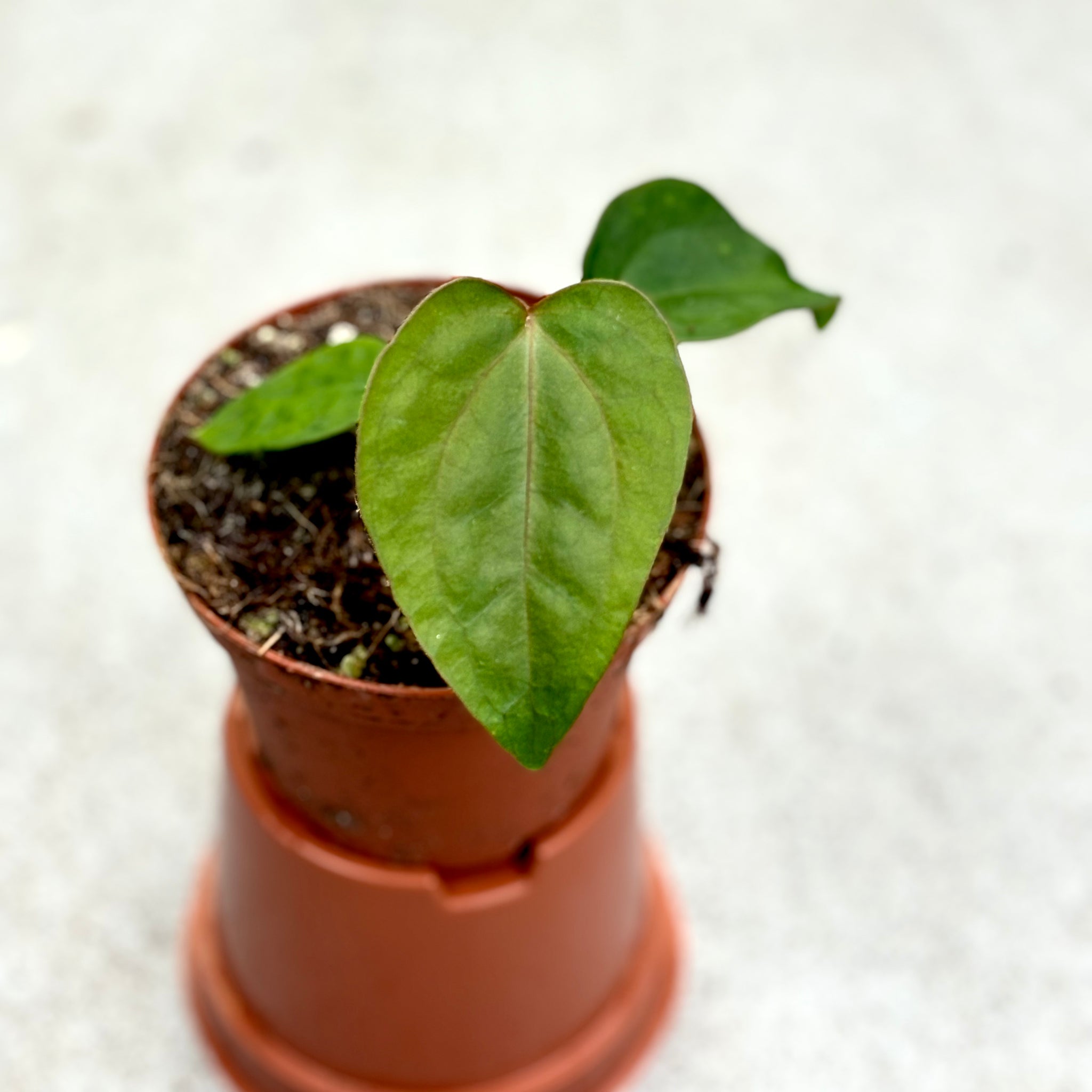 2024特集 Anthurium-Papillilaminum-X- その他観葉植物