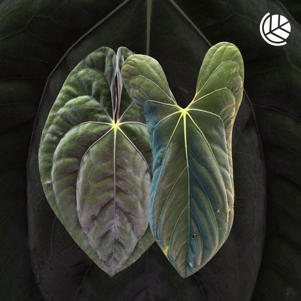 Anthurium-Papillilaminum-X-Papillilaminum-Fort-Sherman-Motherplant-Downtownplantclub