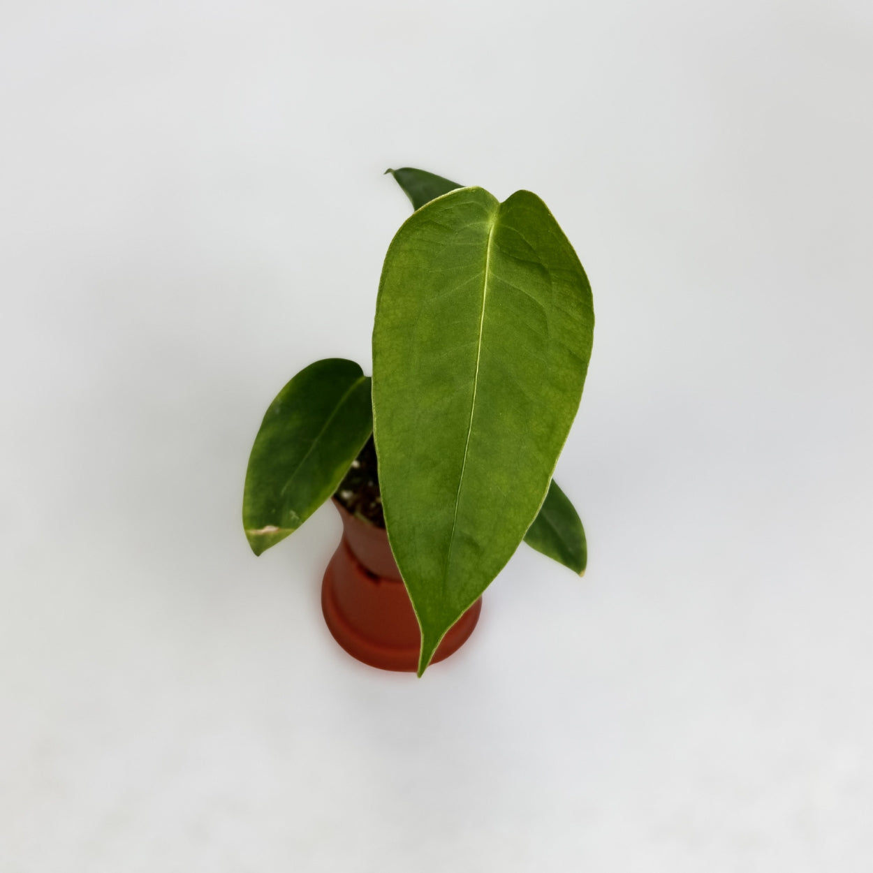 anthurium peltatum Anthurium Peltigerum
