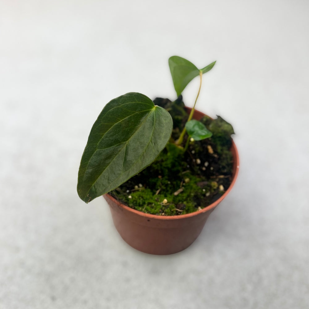 Anthurium Queen of Hearts