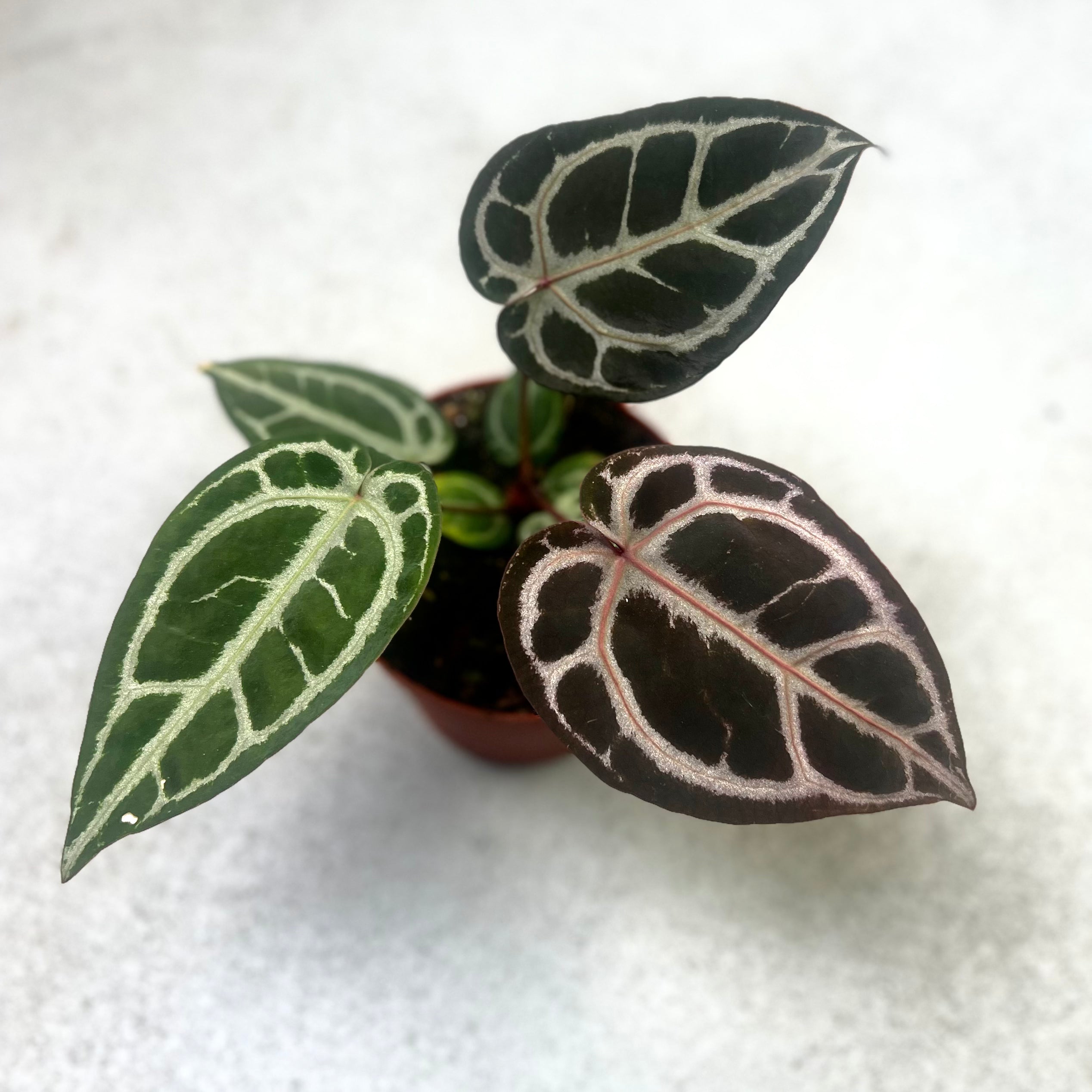 Anthurium Red Crystallinum NSE X Tezula - Downtown Plant Club
