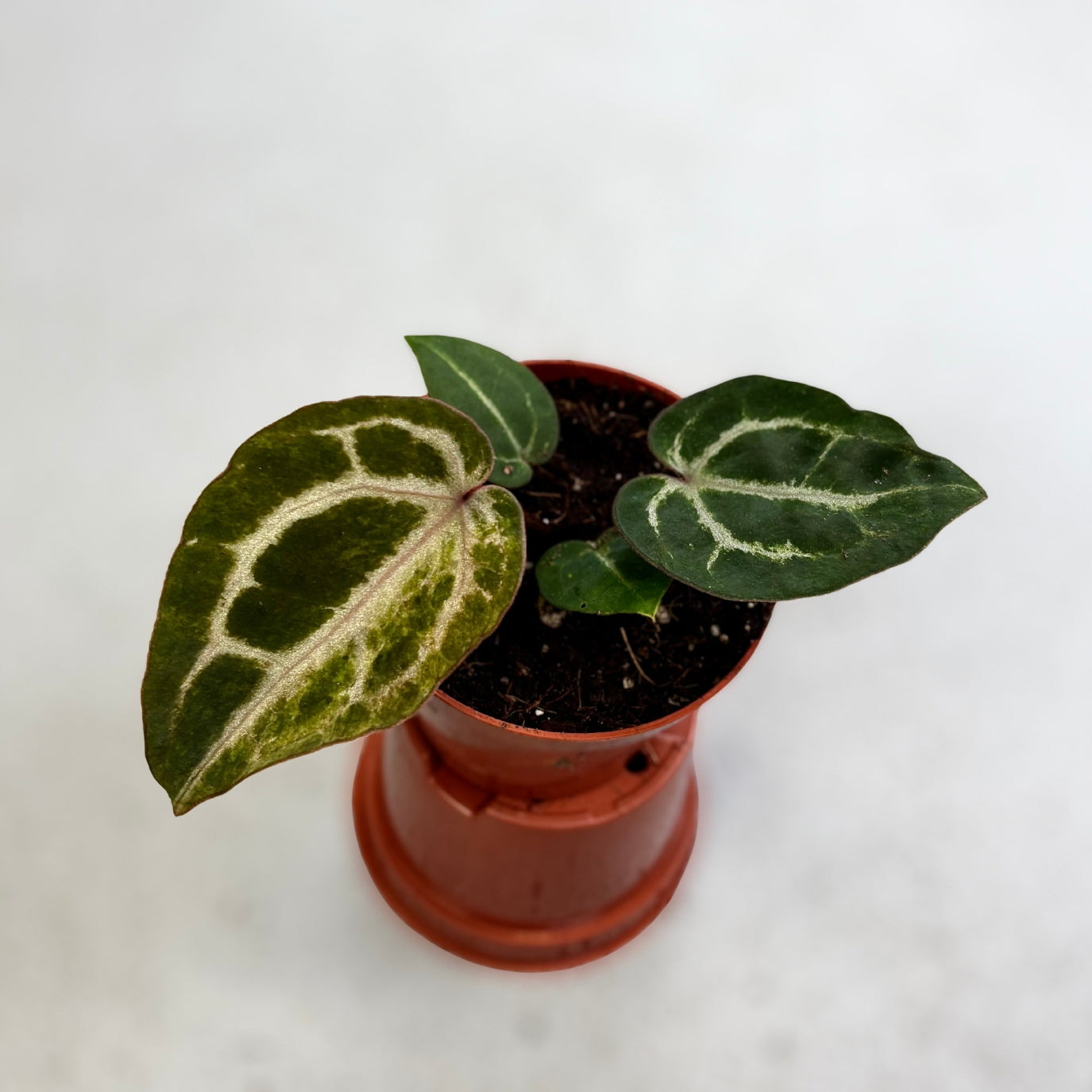 Anthurium Red Crystallinum Variegata by Downtown Plant Club