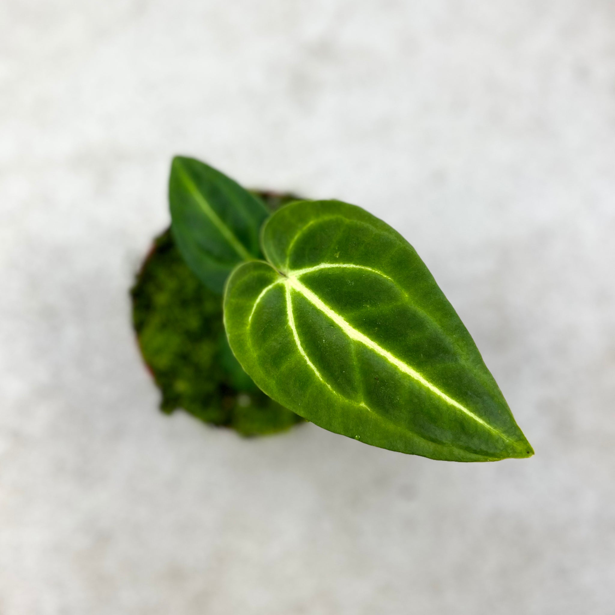 anthurium regale for sale uk Anthurium Regale
