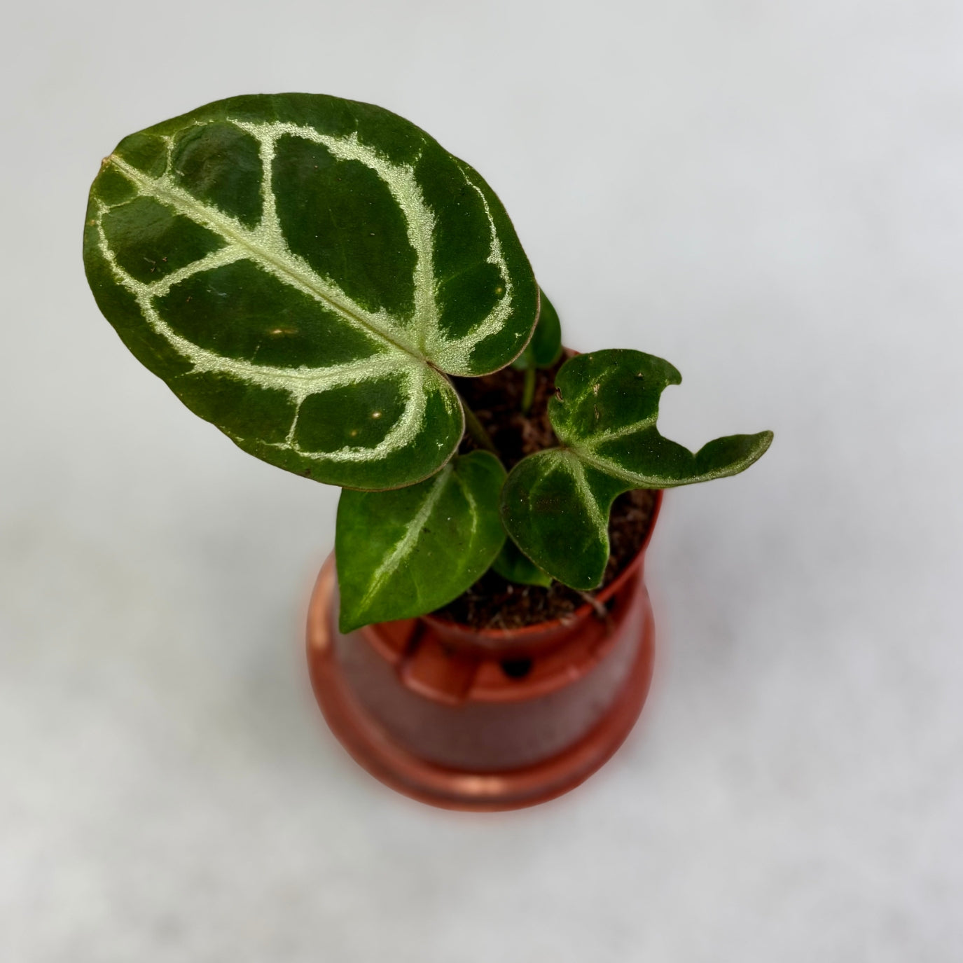 Anthurium Silver Peach X (Zara X Michelle) - Downtown Plant Club