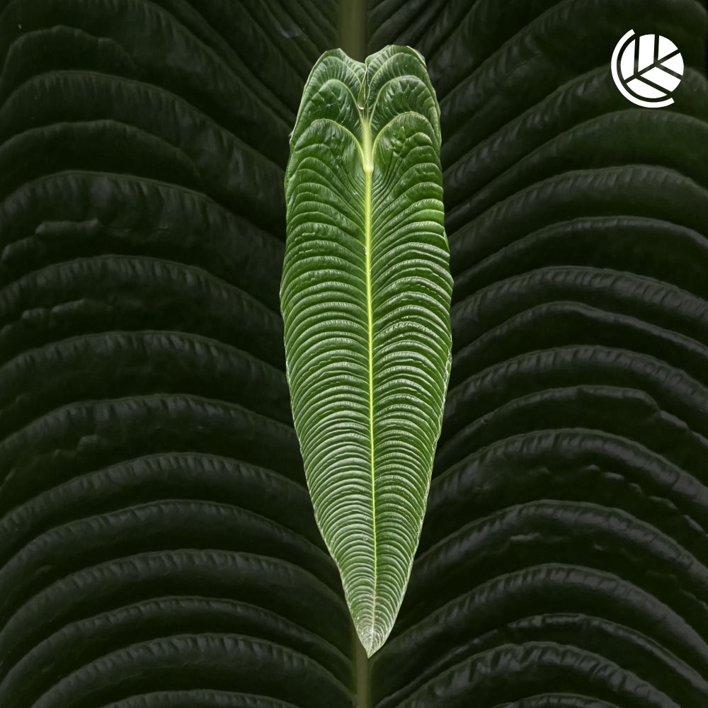 Anthurium-Veitchii-Narrow-Motherplant-Downtownplantclub