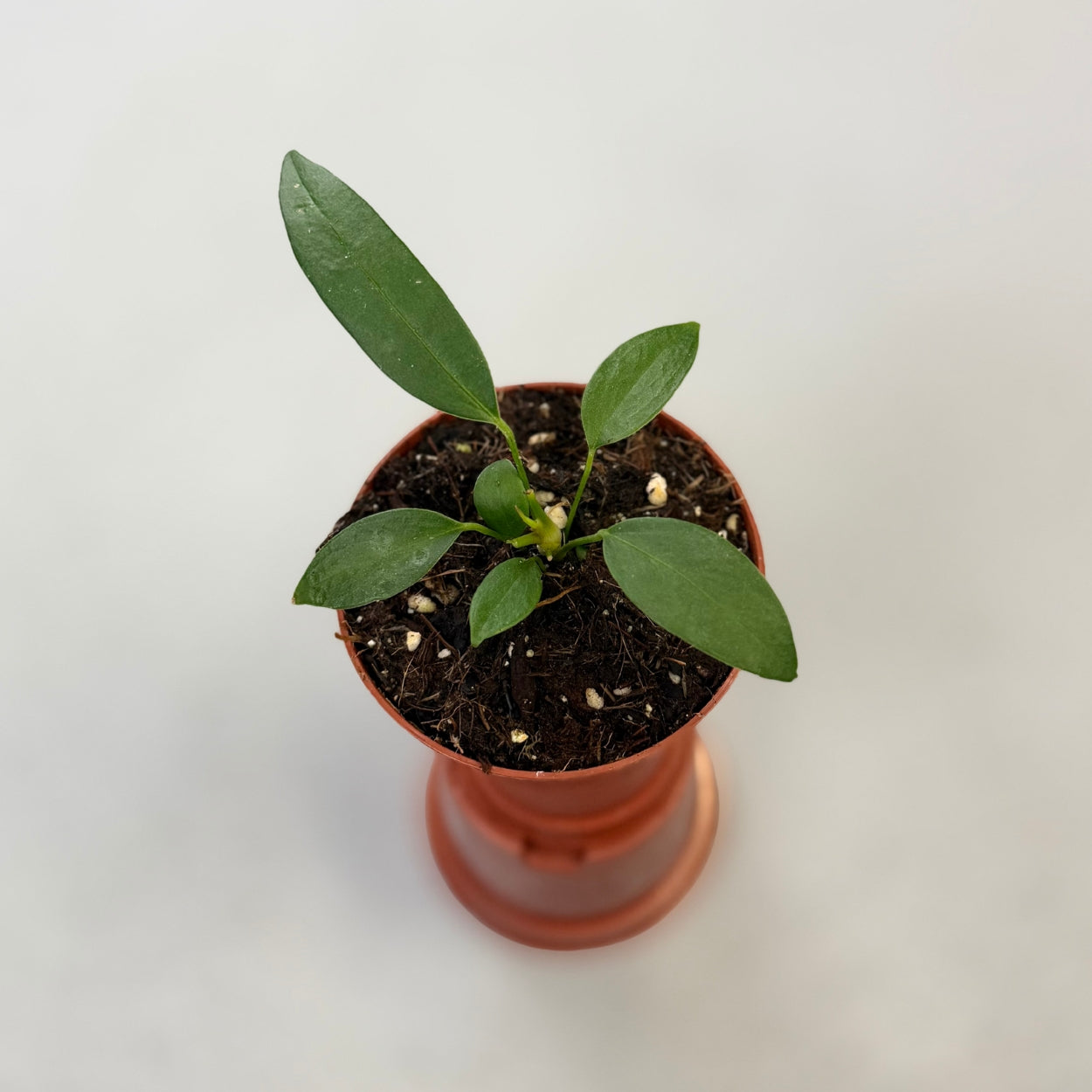 Anthurium Wendlingeri