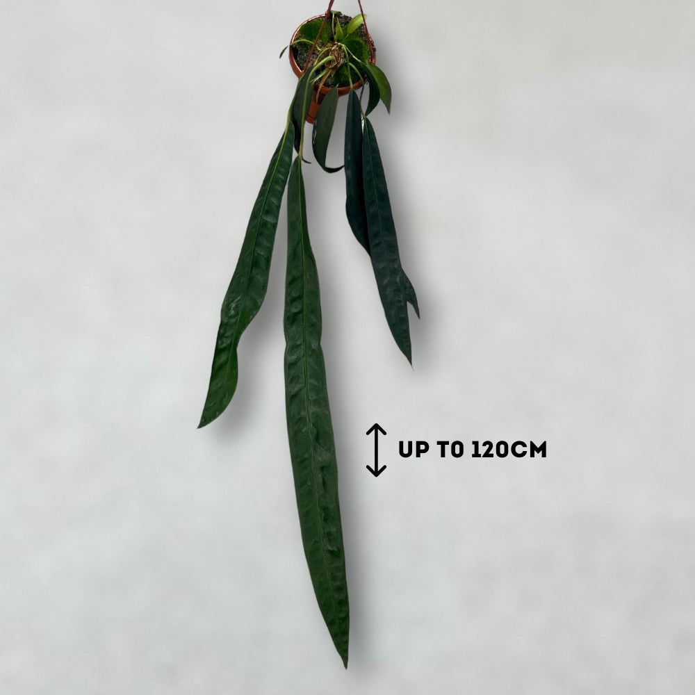 Anthurium Wendlingeri - Downtown Plant Club