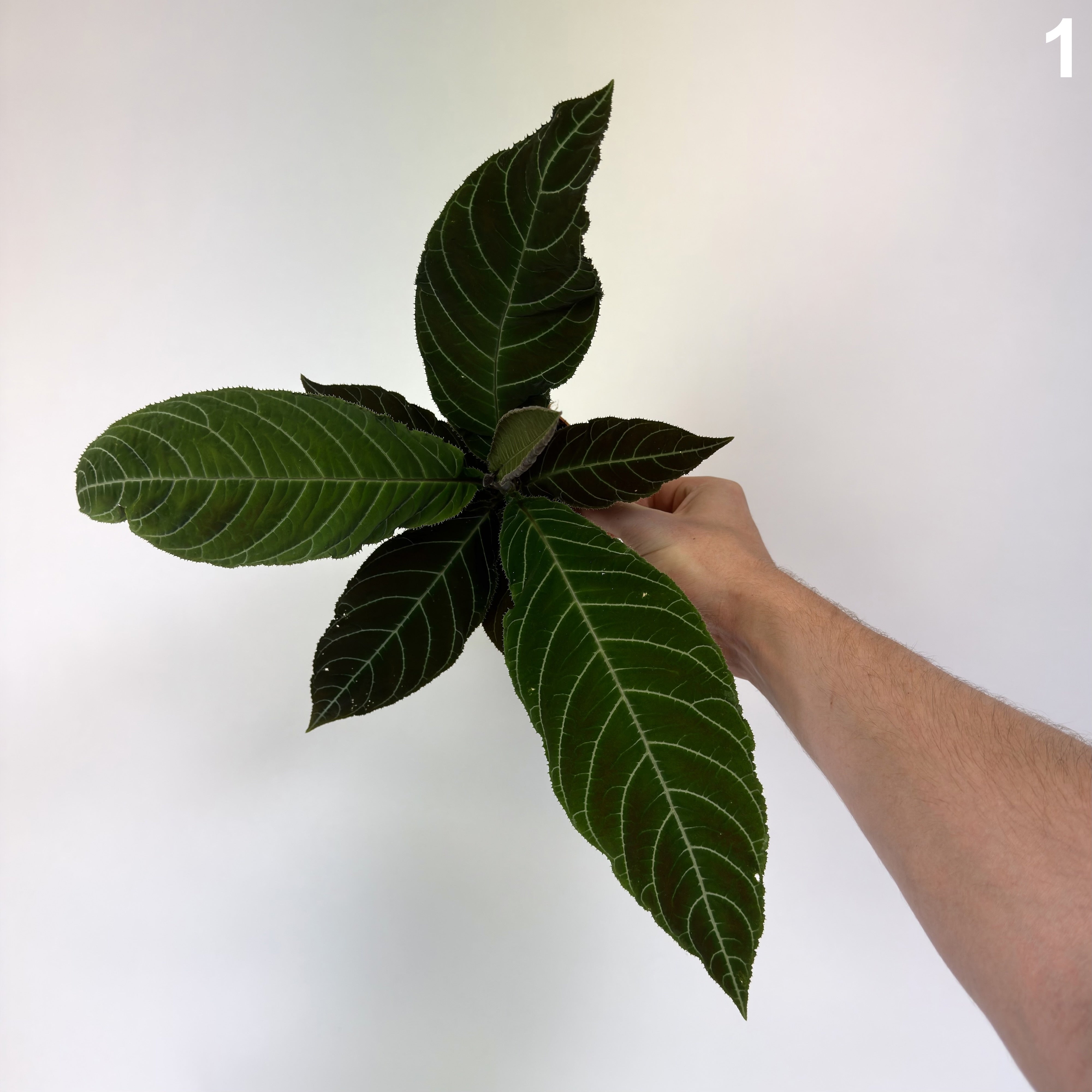 Ardisia Gigantifolia WW