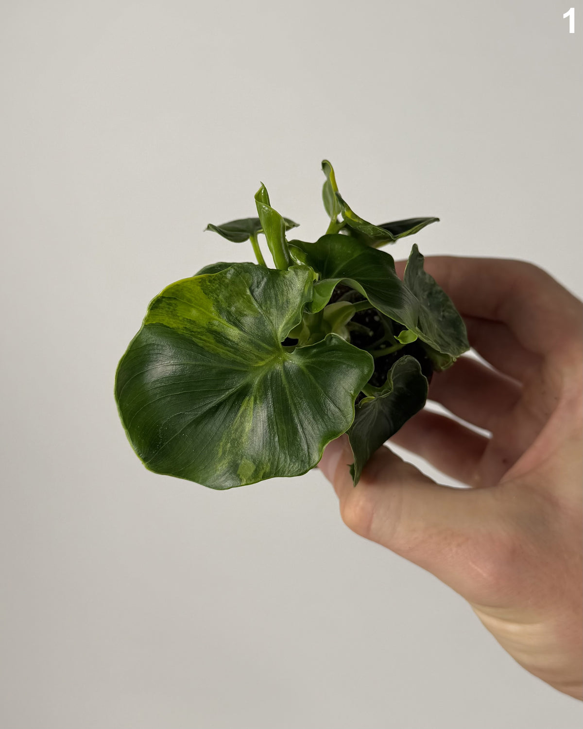 Philodendron Atom Aurea WW