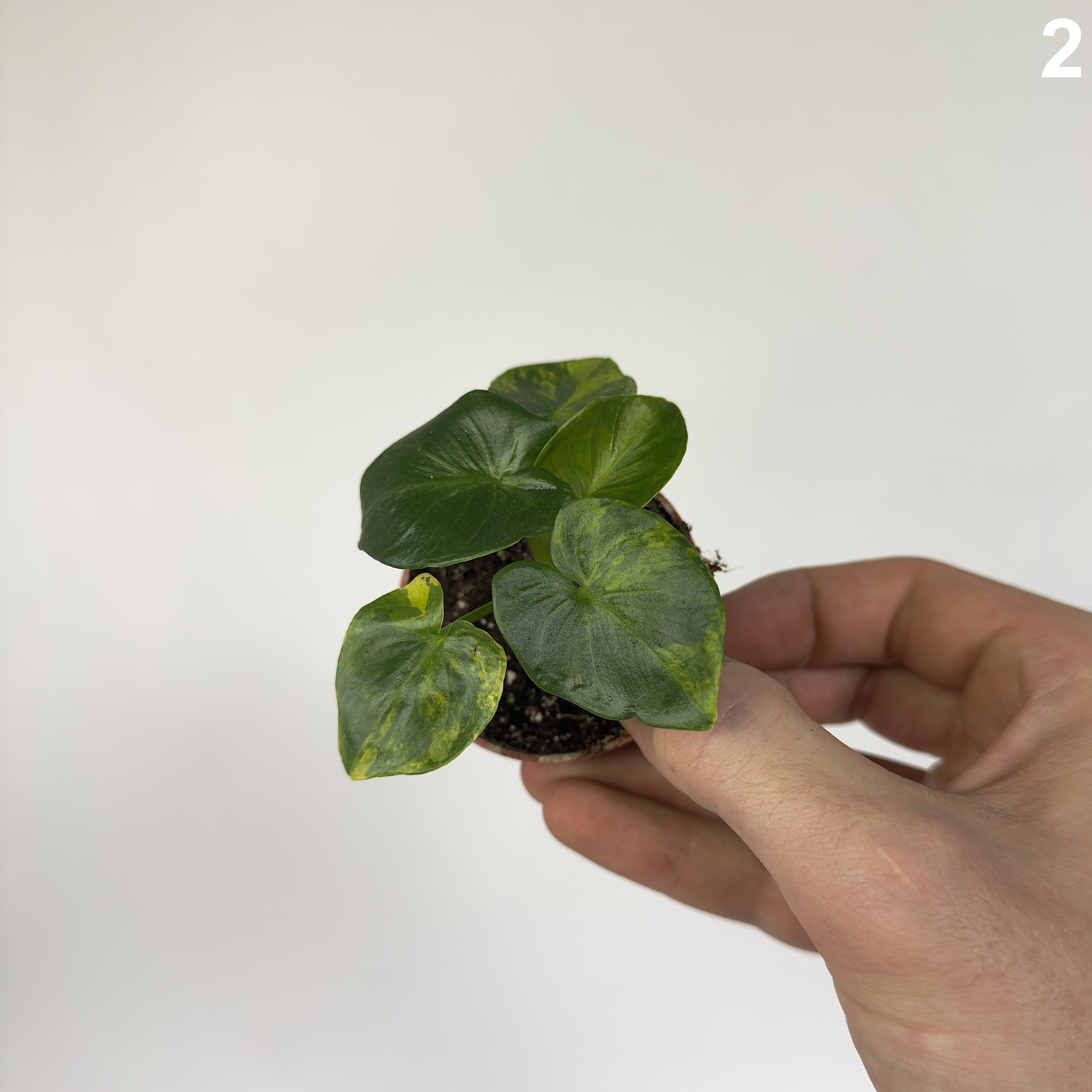 Philodendron Atom Aurea Variegata WW