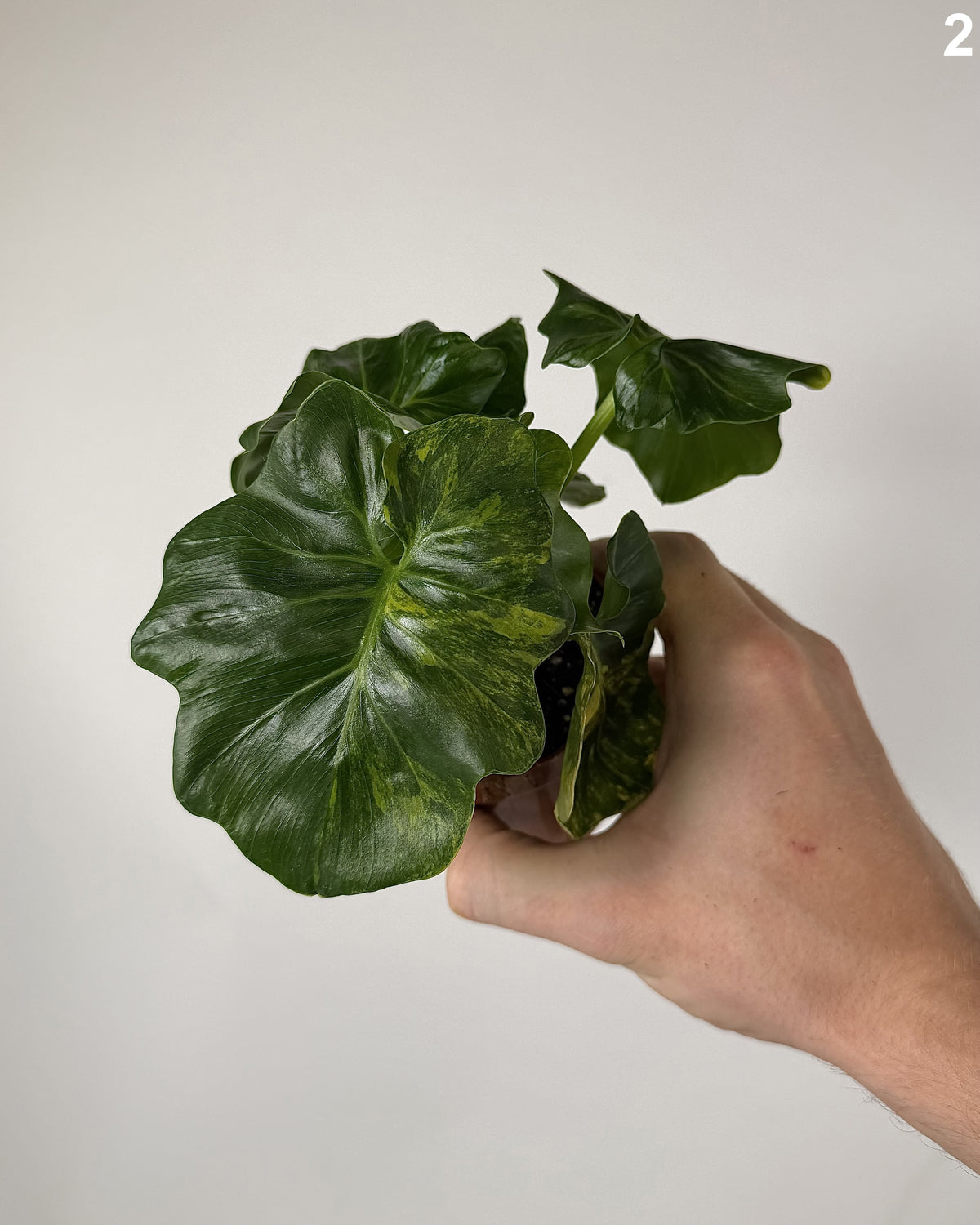 Philodendron Atom Aurea WW