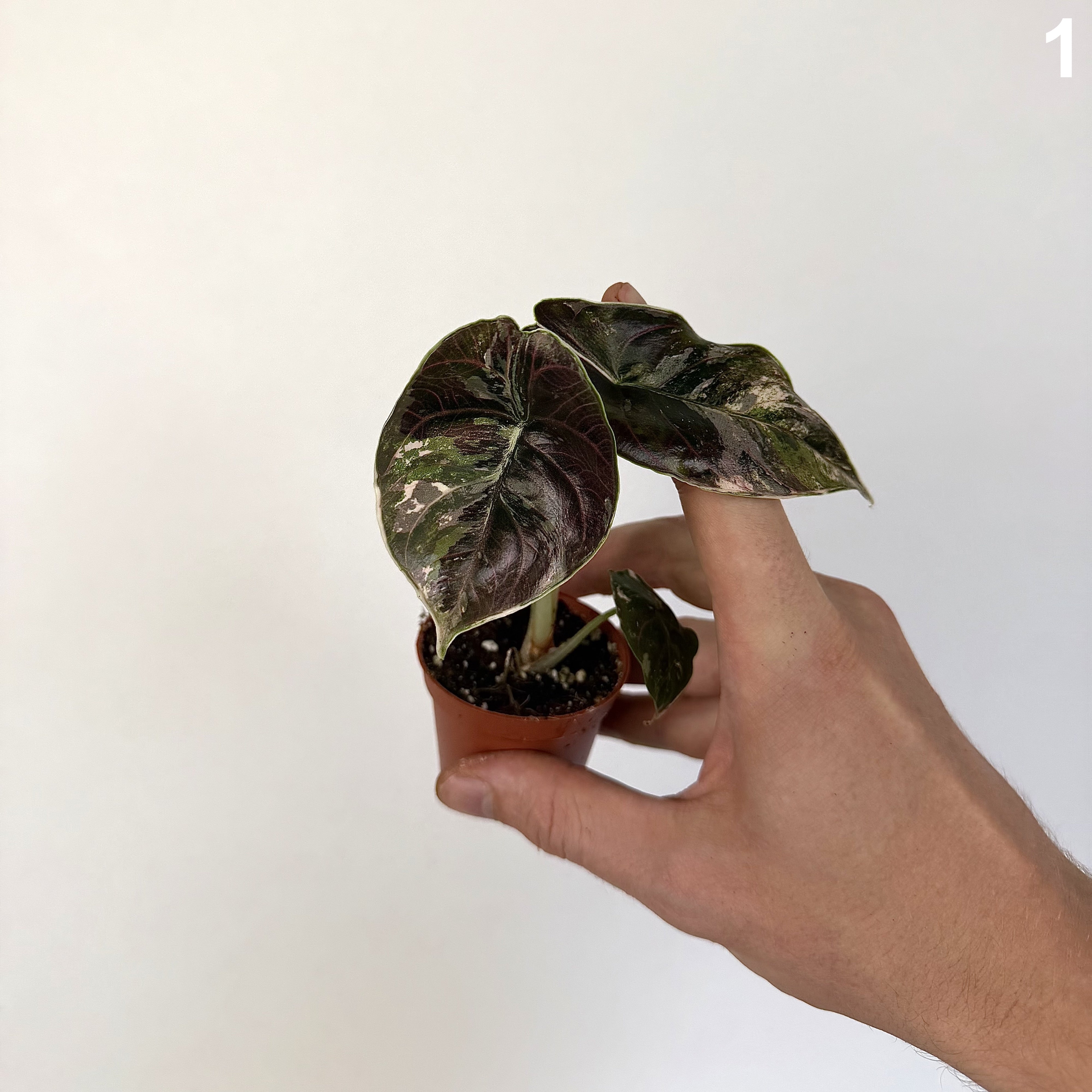 Alocasia Azlanii Albo WW