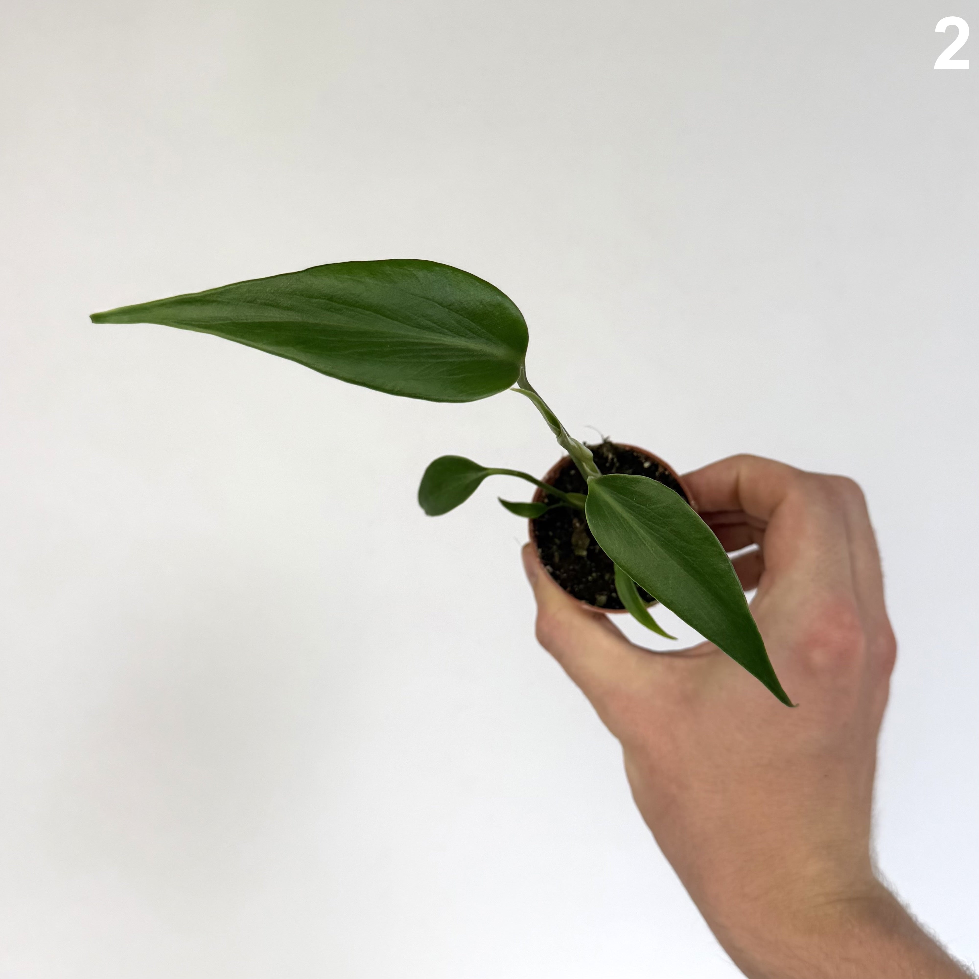 Monstera Burle Marx Flame WW