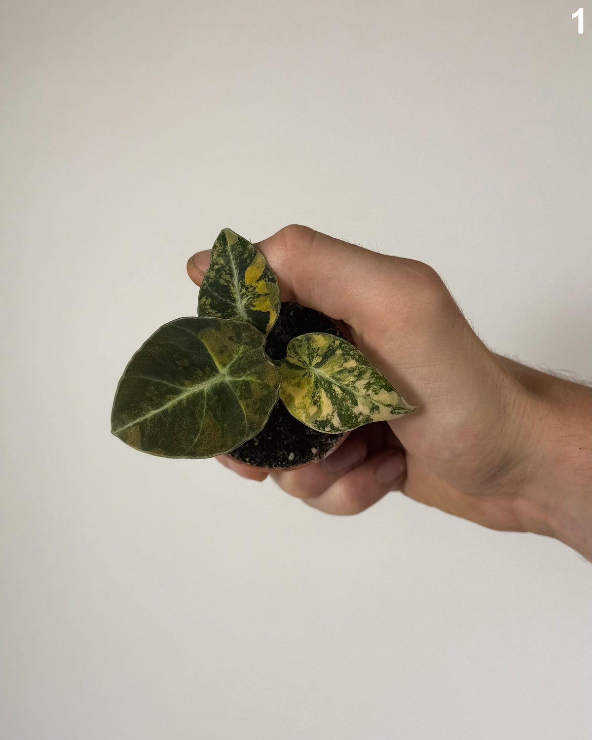 Alocasia Black Velvet Aurea WW