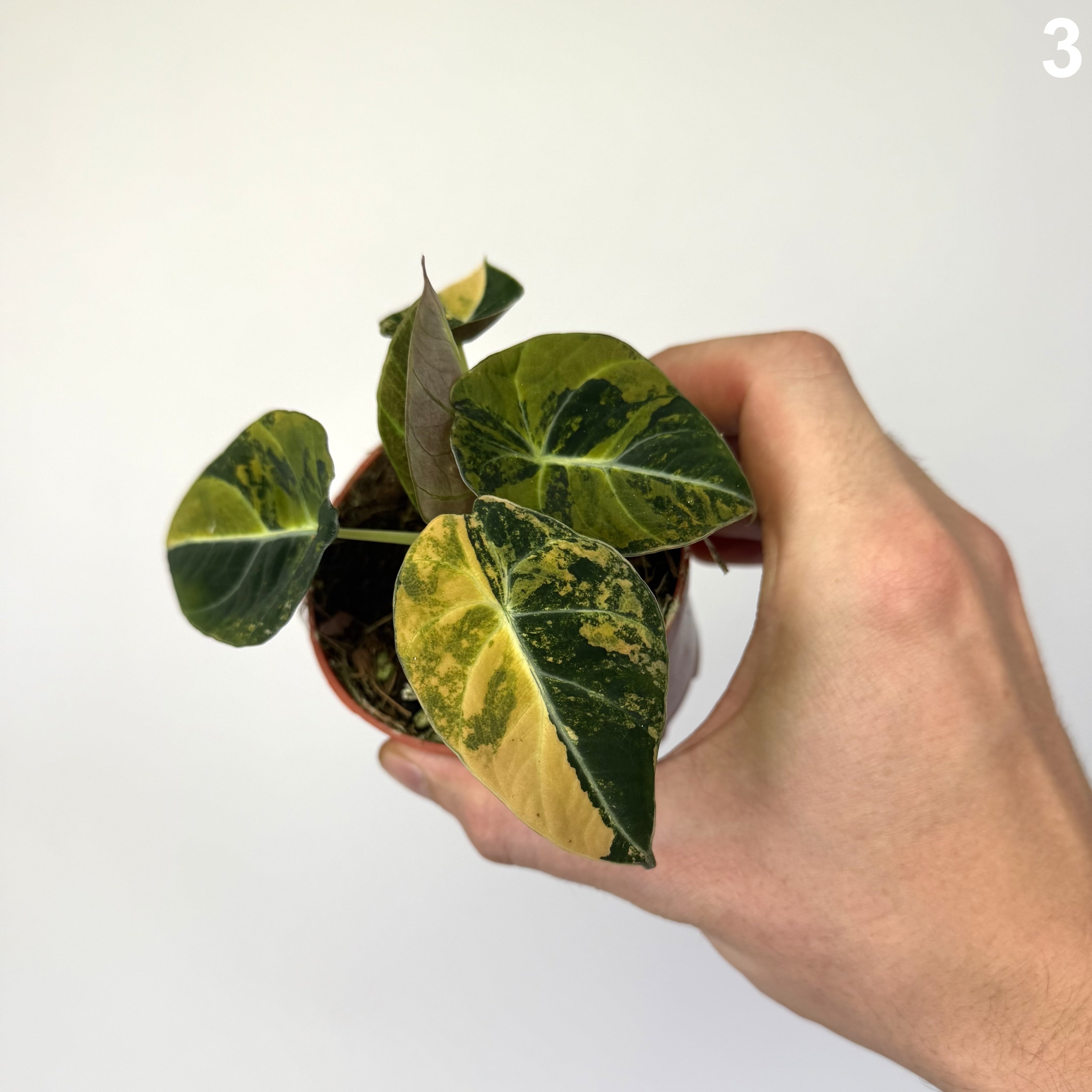 Alocasia Black Velvet Aurea WW