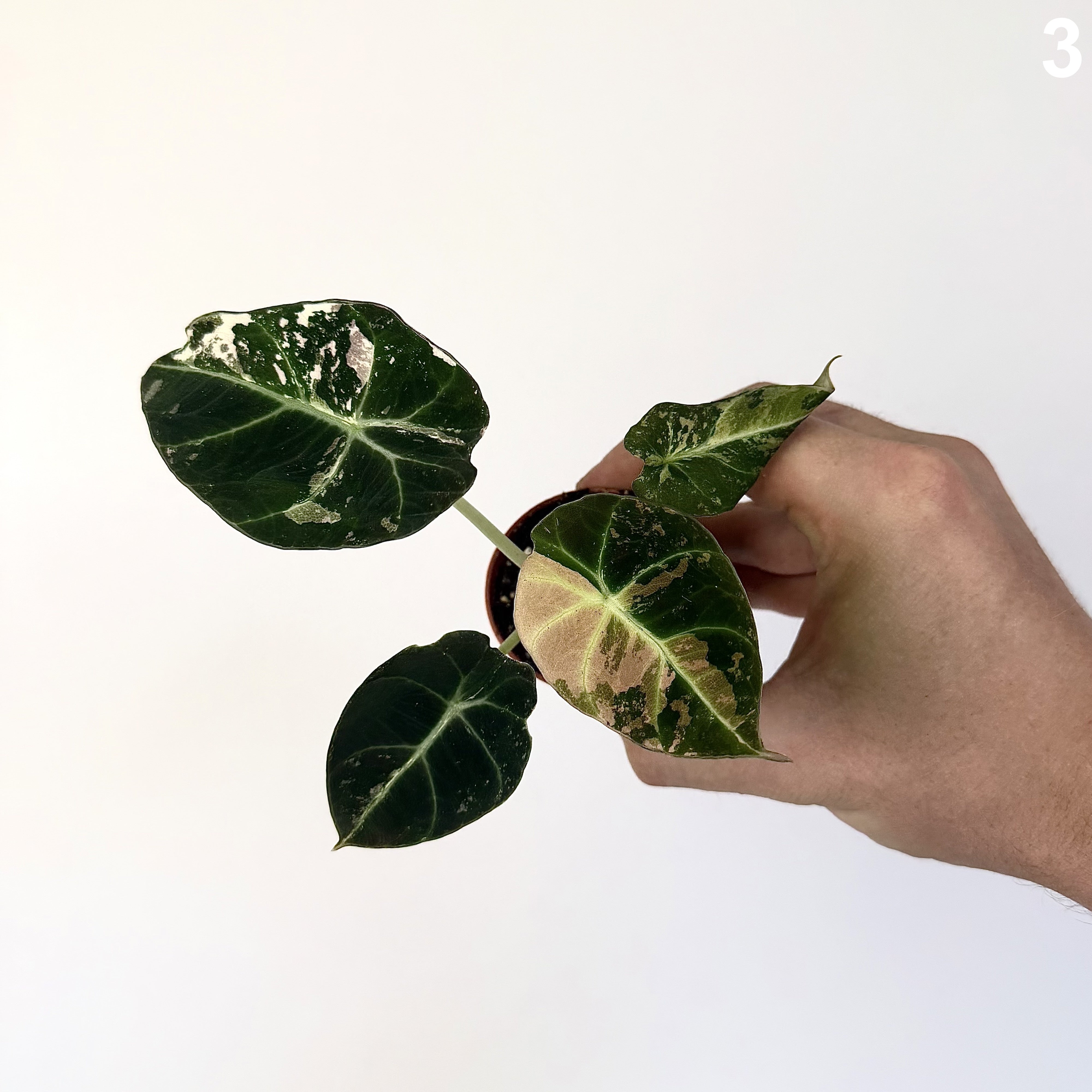 Alocasia Black Velvet Pink WW