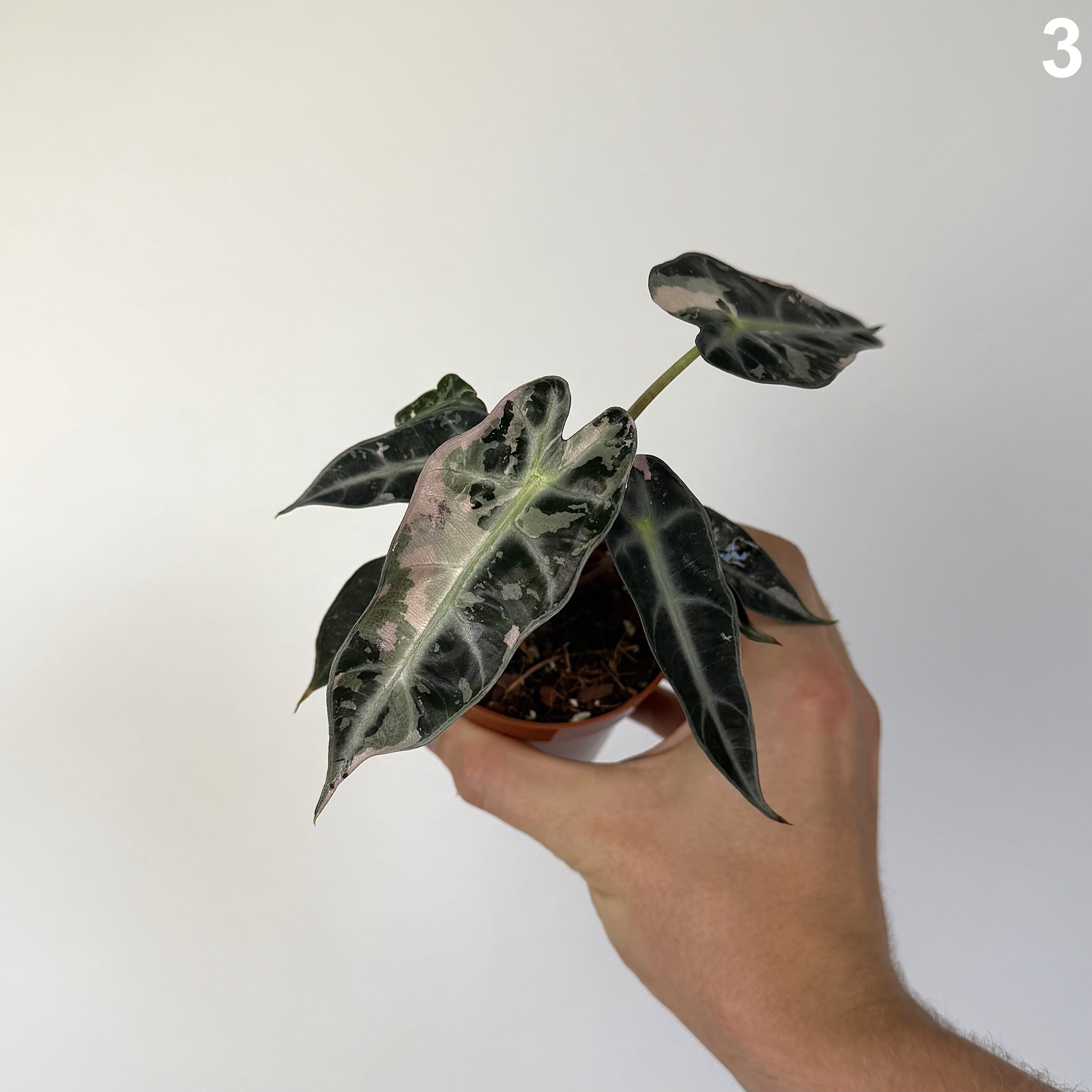 Alocasia Bambino Pink WW