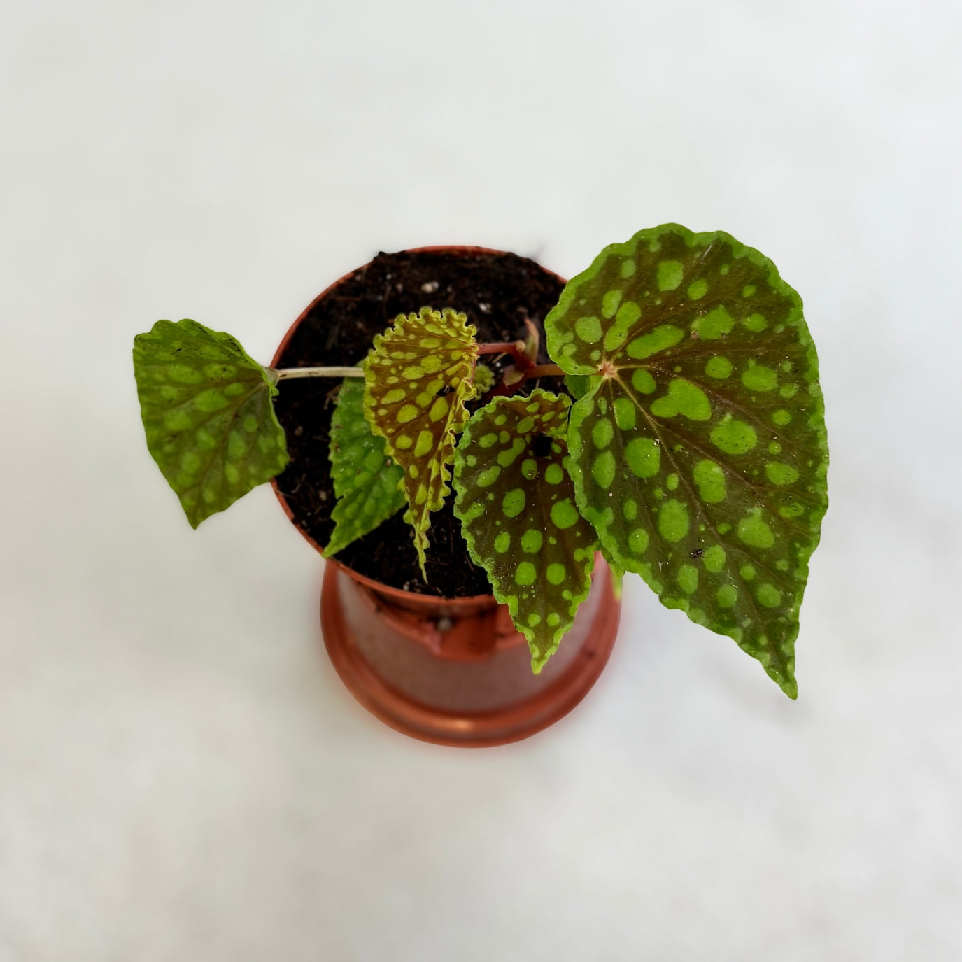 Begonia Chlorosticta by Downtown Plant Club