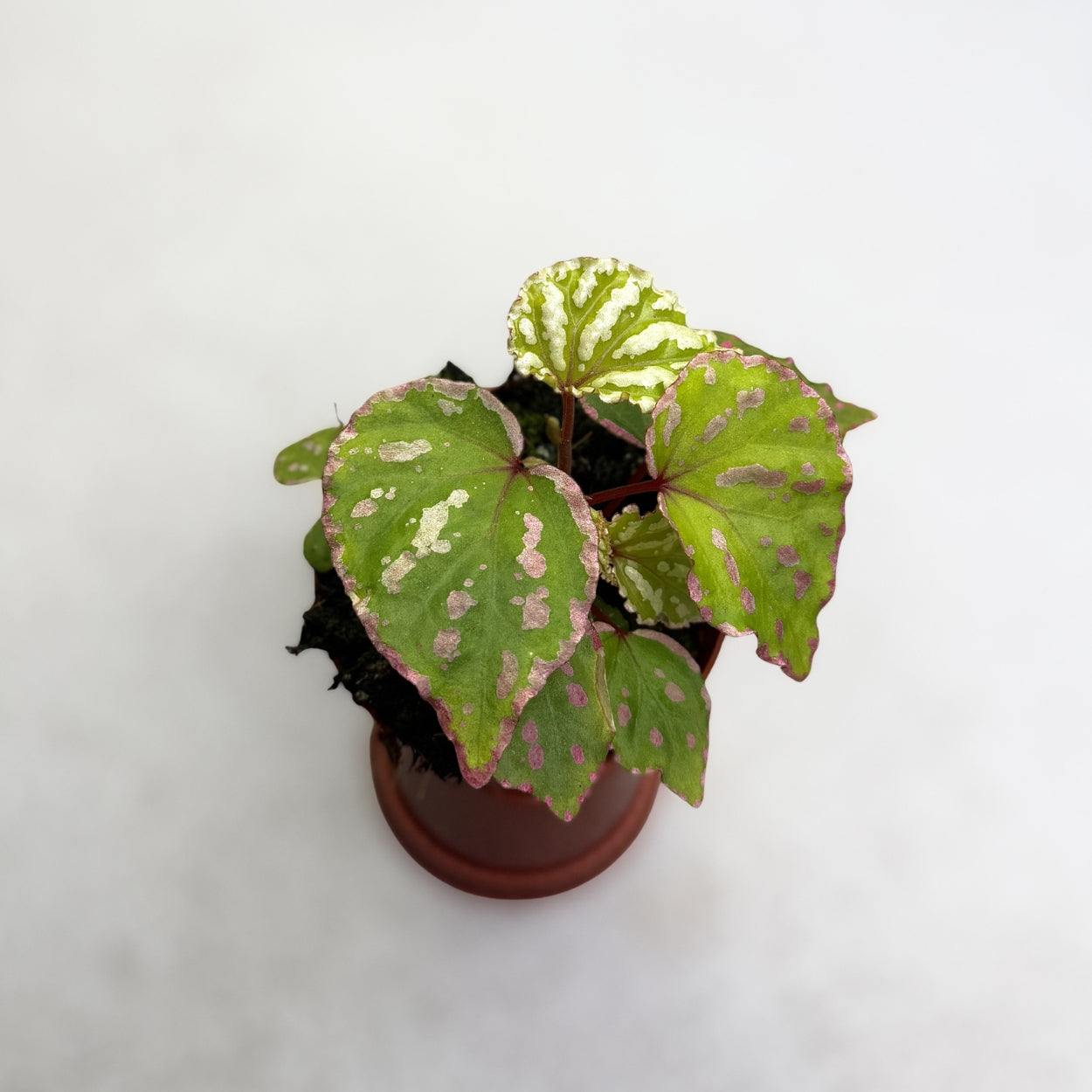 Begonia Cream Powder by Downtown Plant Club