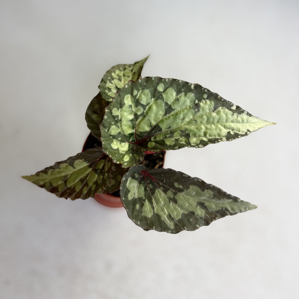 Begonia Lucifer by Downtown Plant Club